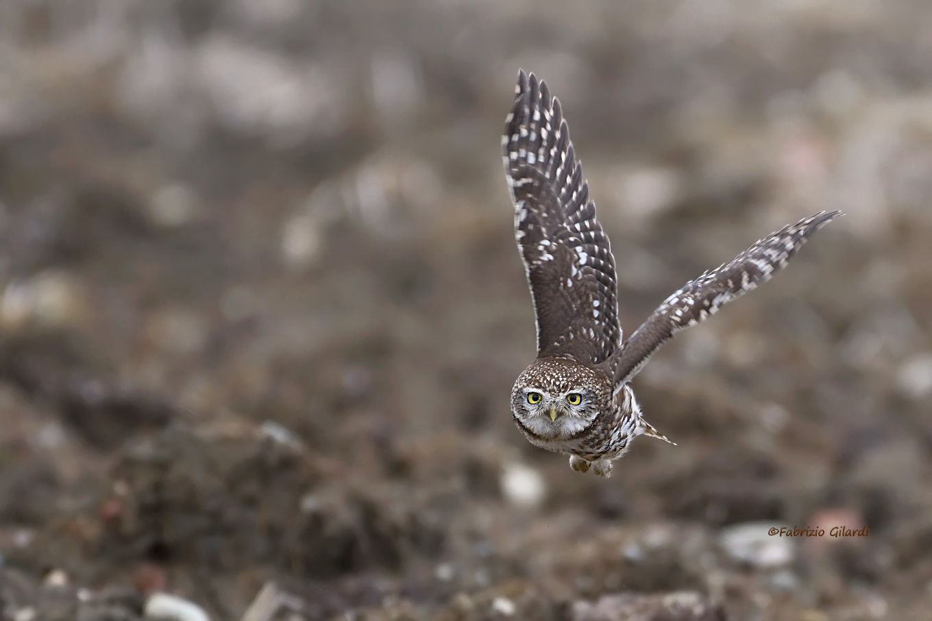 Athene Noctua (Owl)...