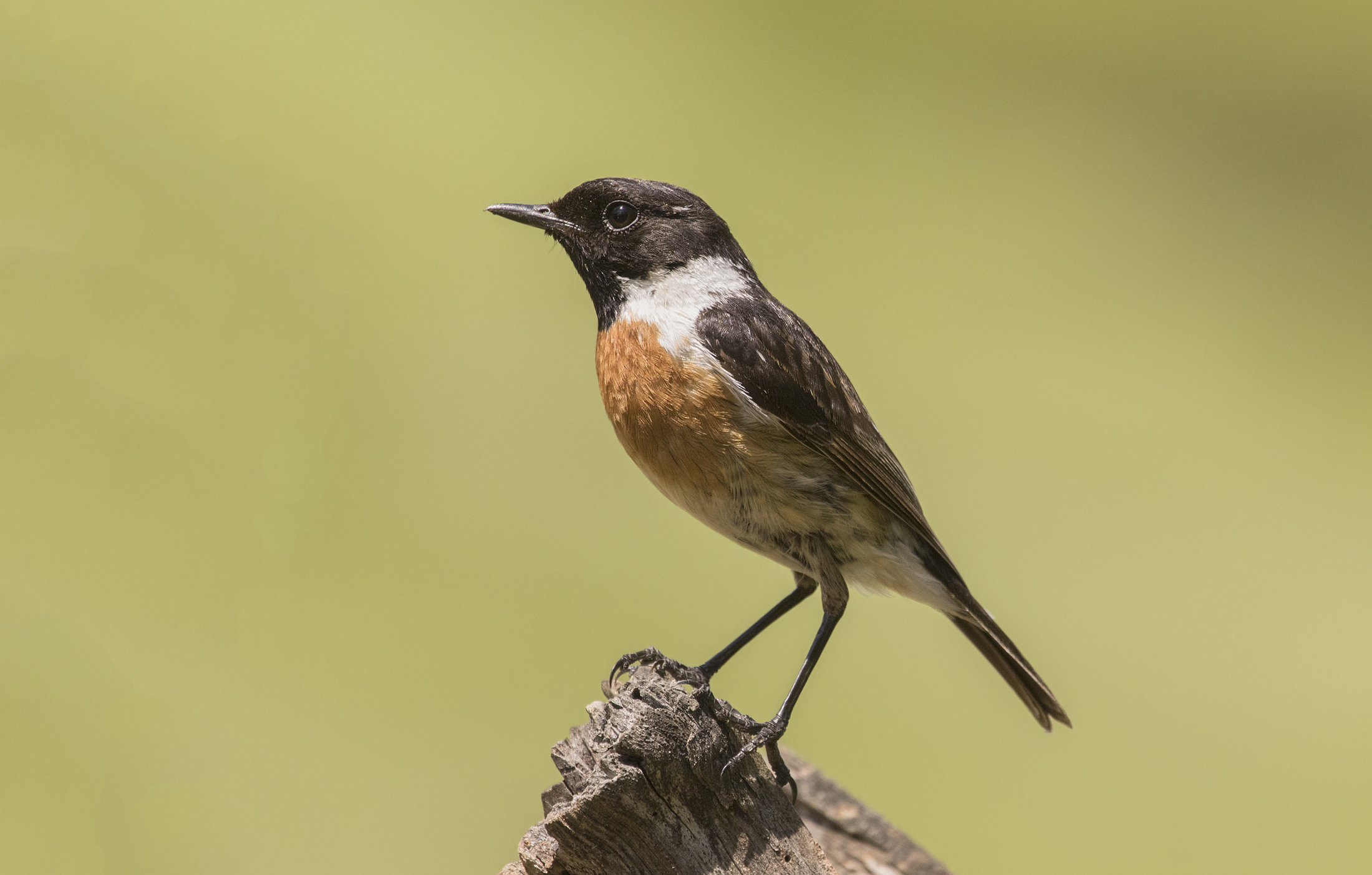 Stonechat M in reproductive dress...