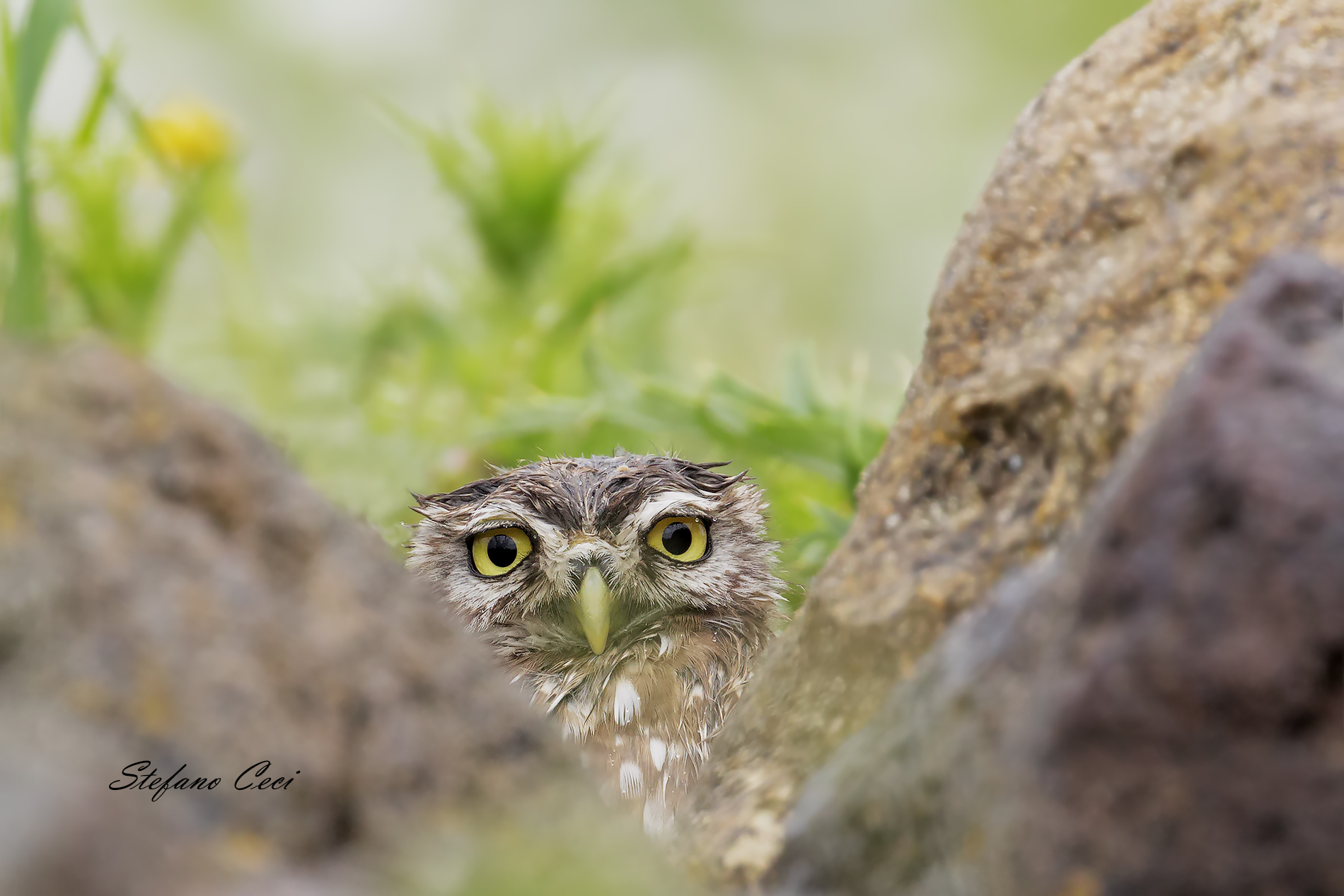 The Owl in the rock...