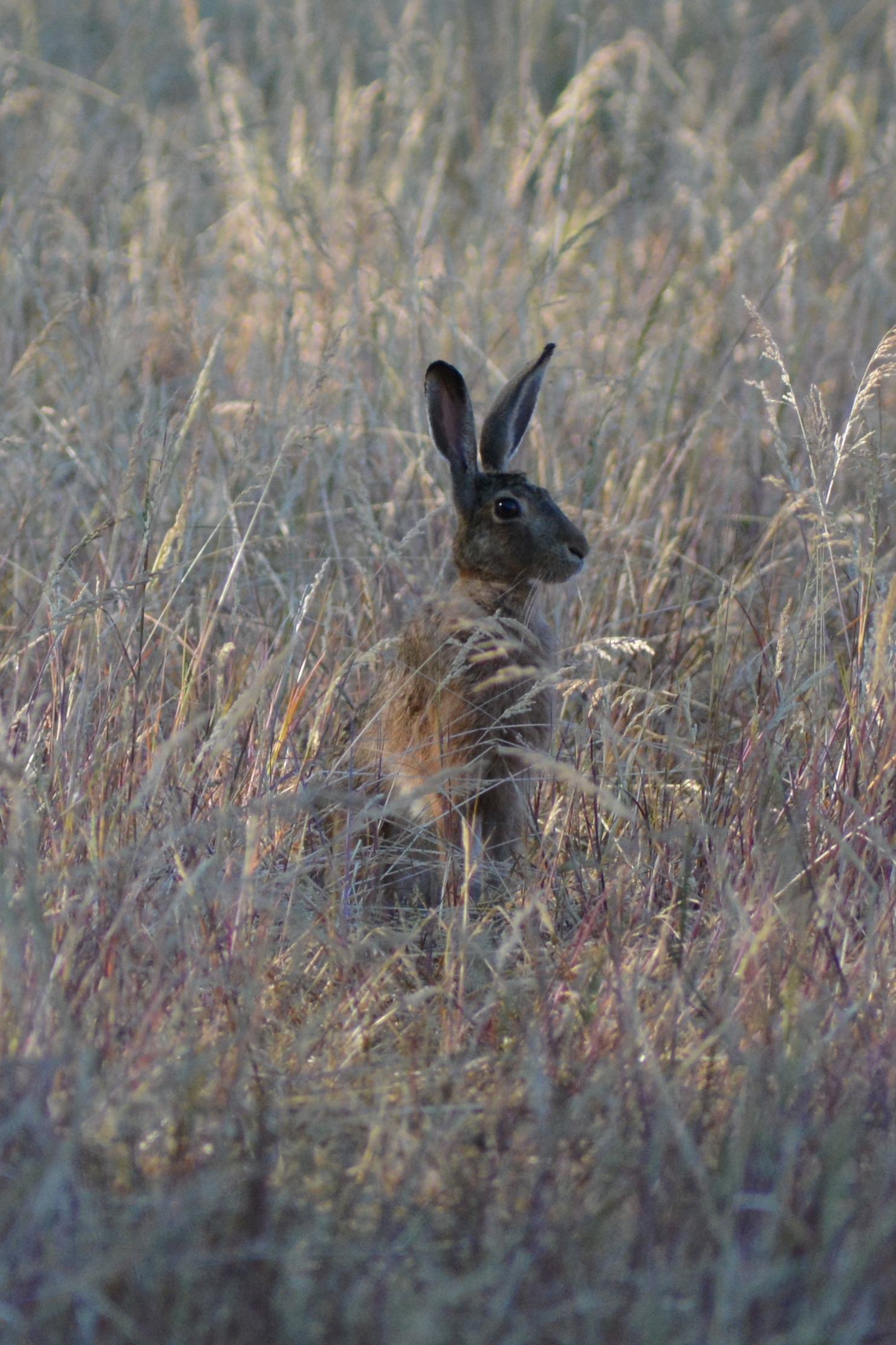 Attentive Hare ...