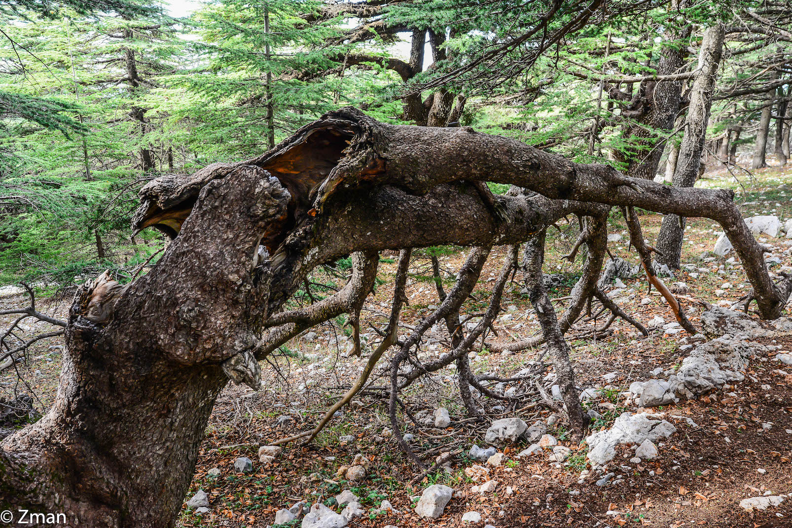 The Cedars of Al Barouk...