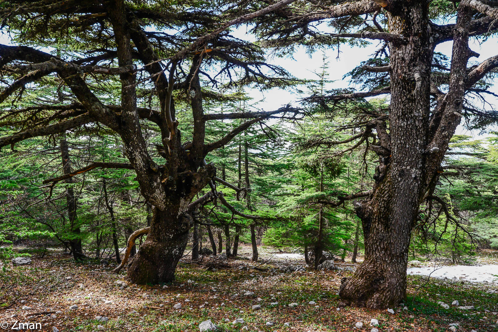The Cedars of Al Barouk...