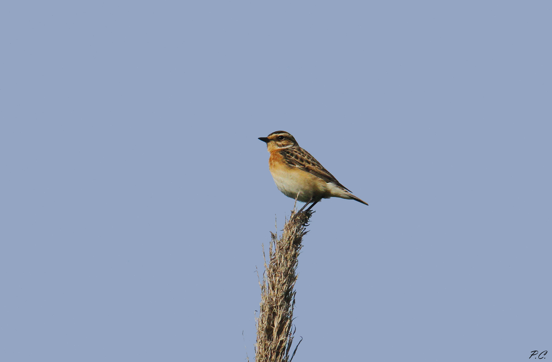 Whinchat Male...