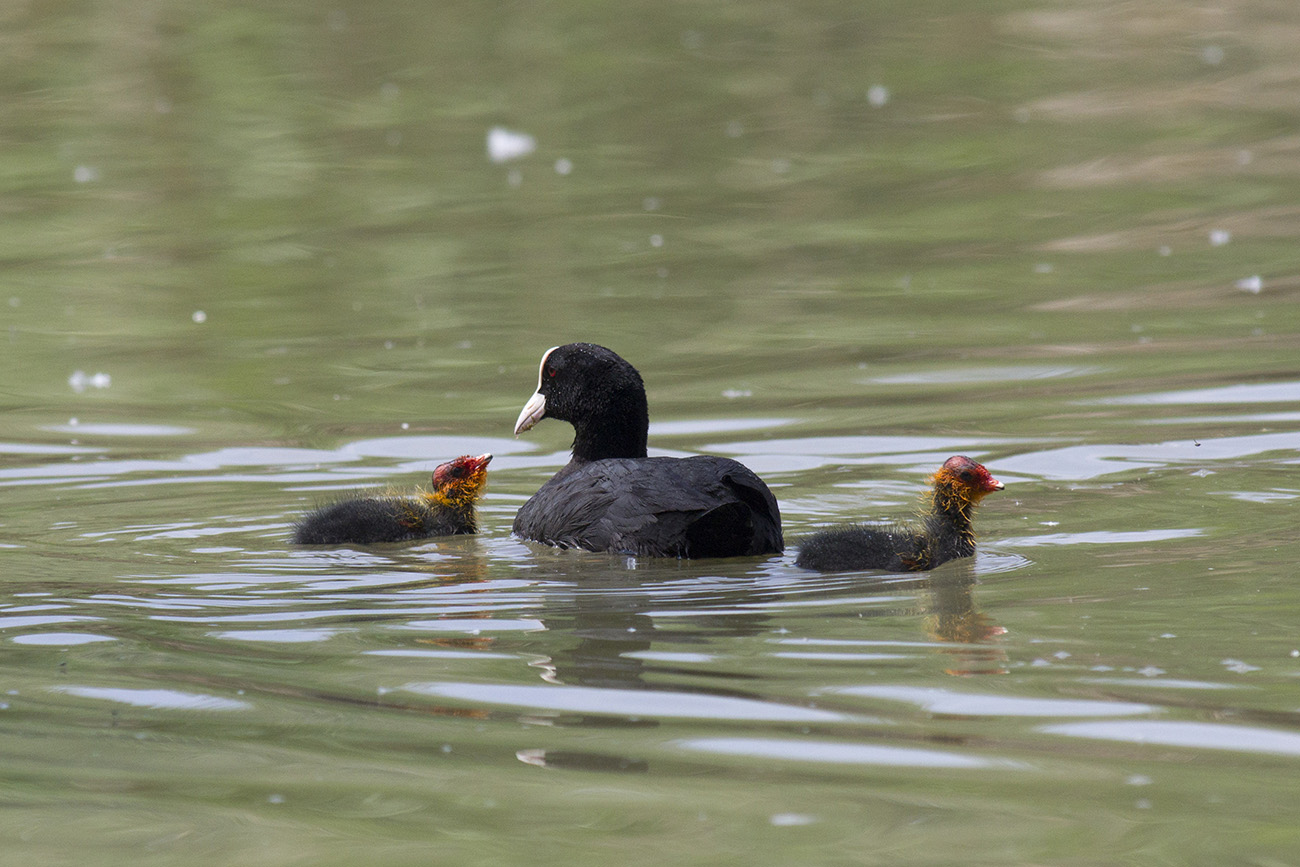 Coot with Chicks...