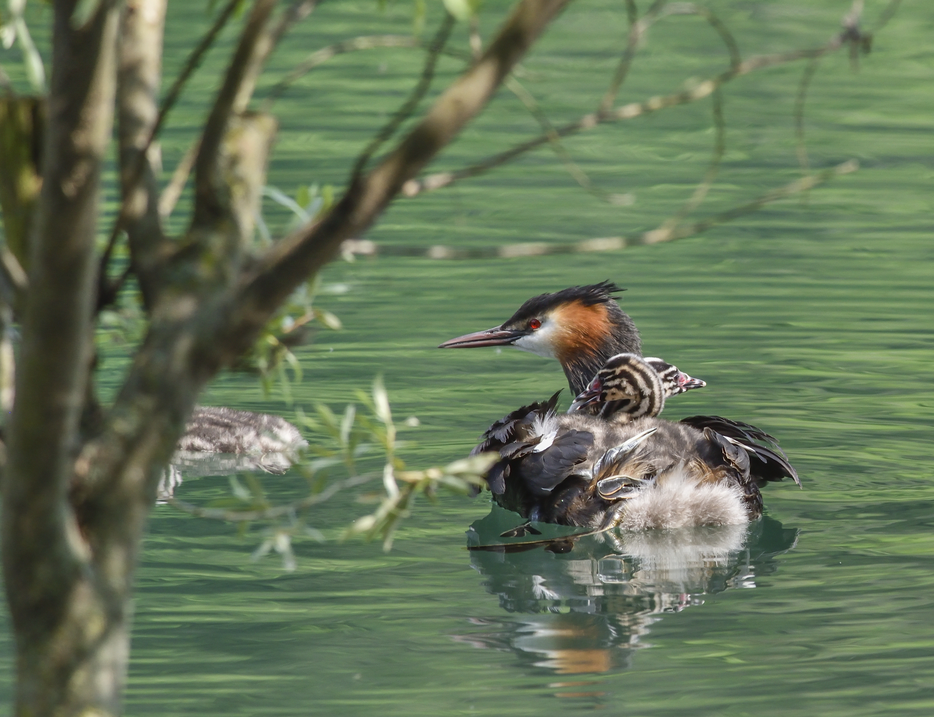Grebe on Small...