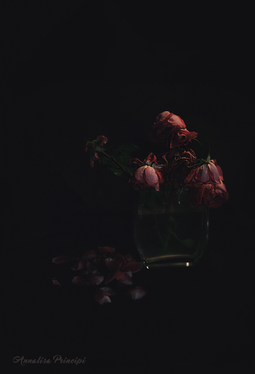 Melancholy Roses...