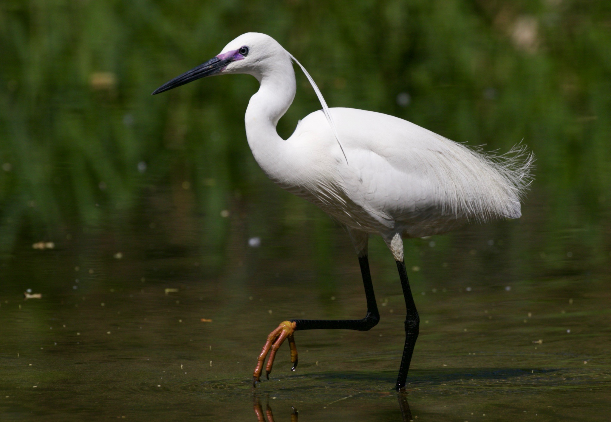 Egret...