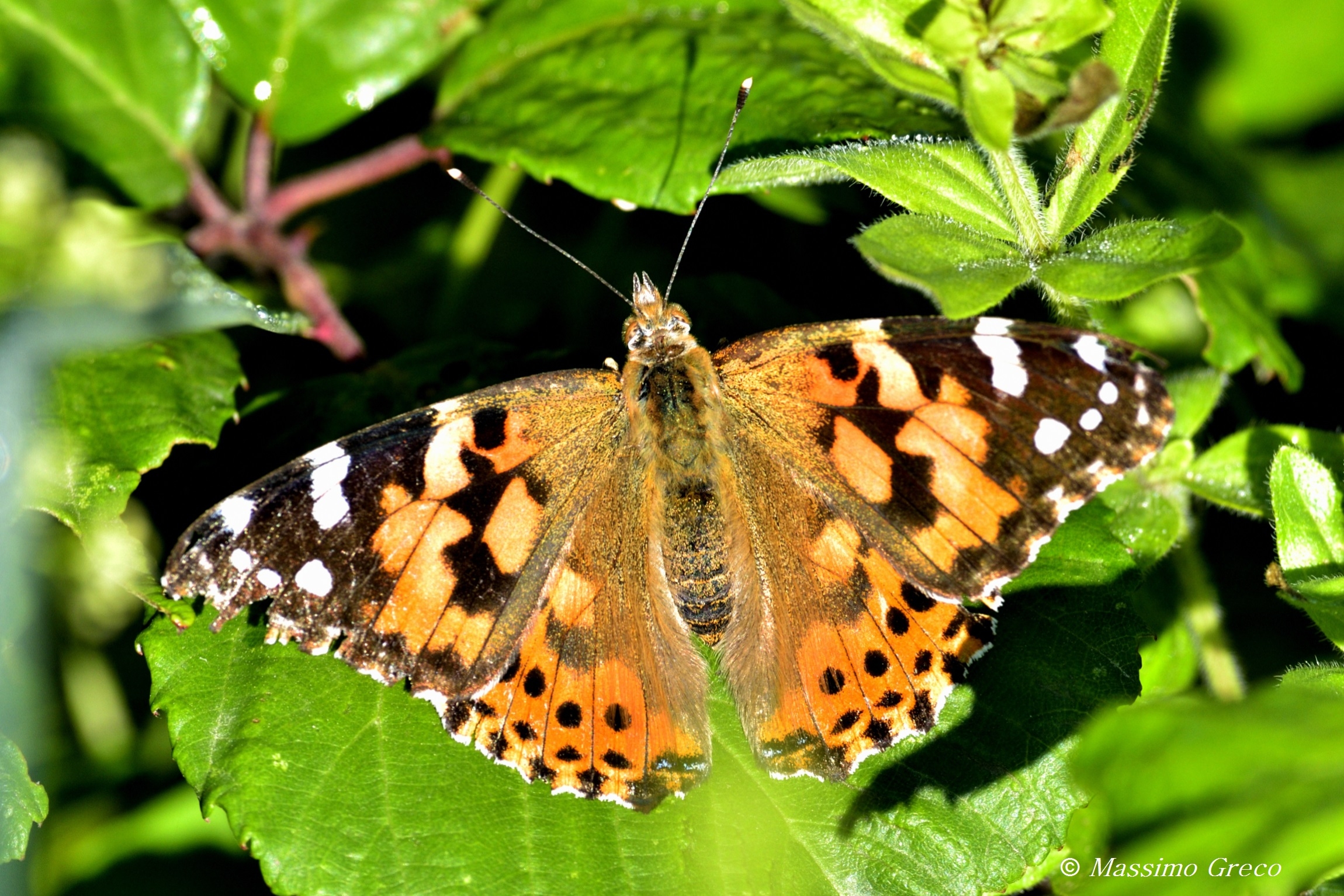 Painted Lady...