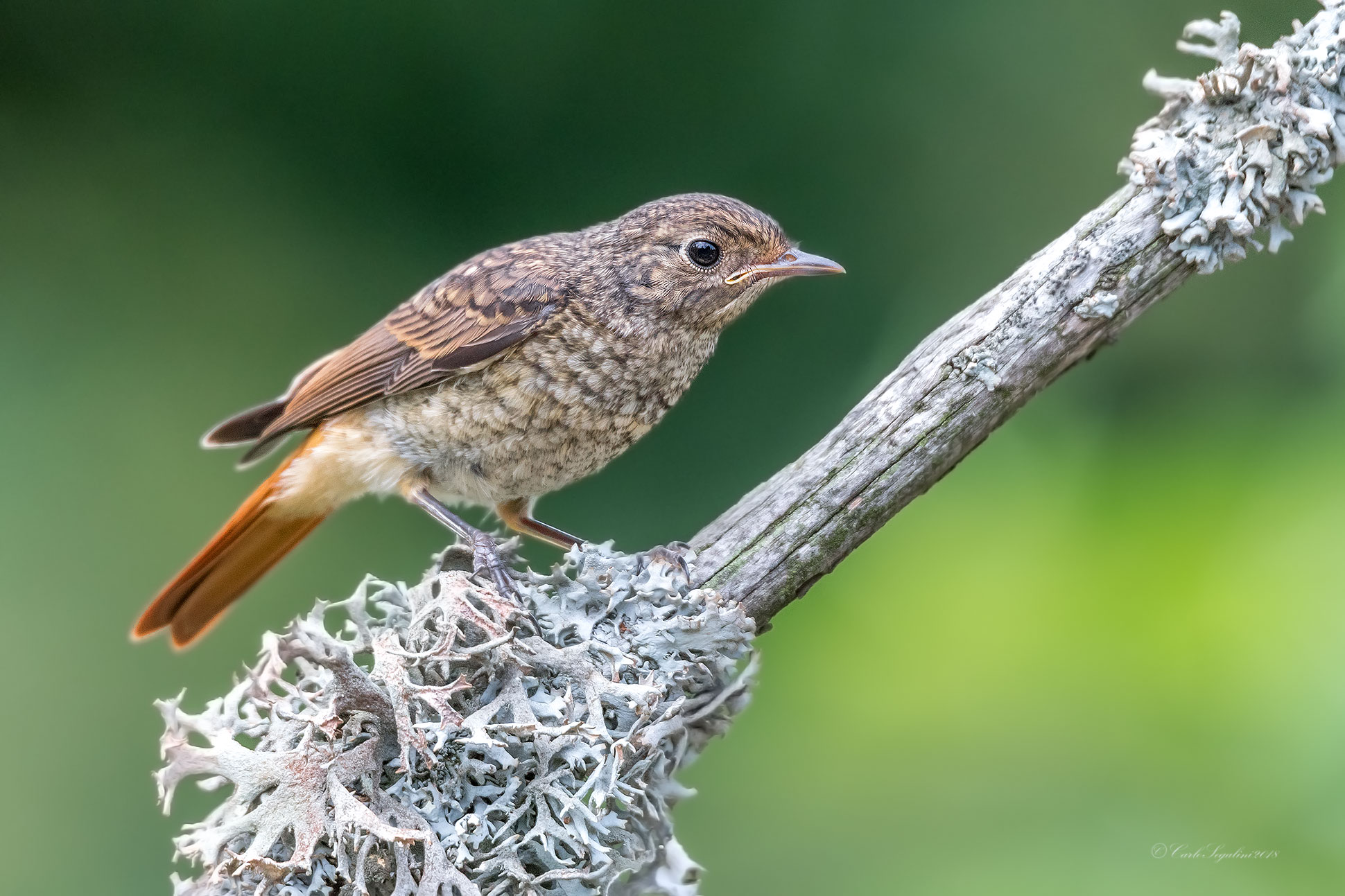 Young Redstart...