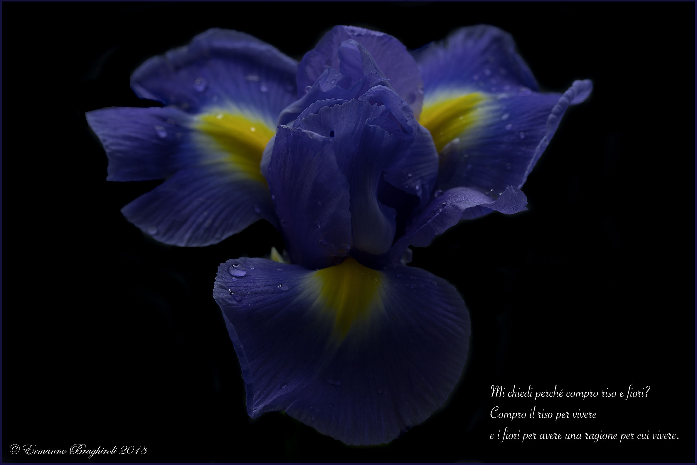 Iris Blue...