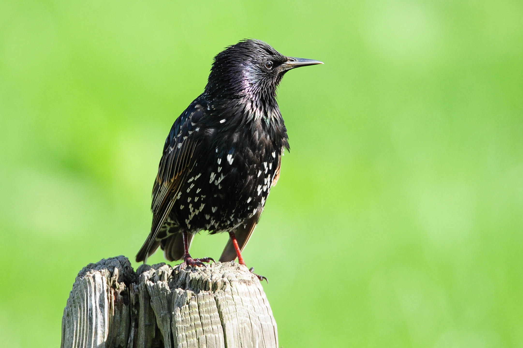 Young Starling male...