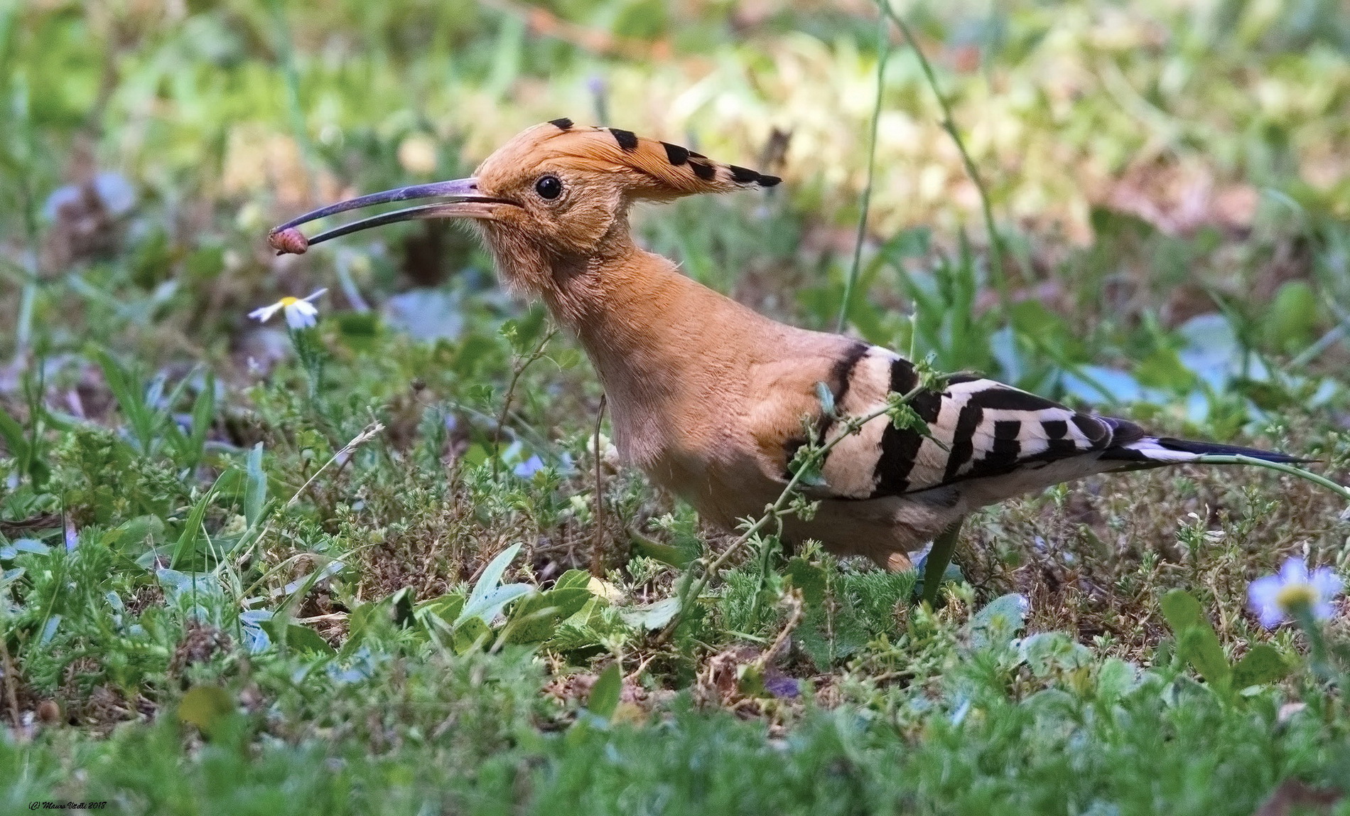 Hoopoe with Prey...