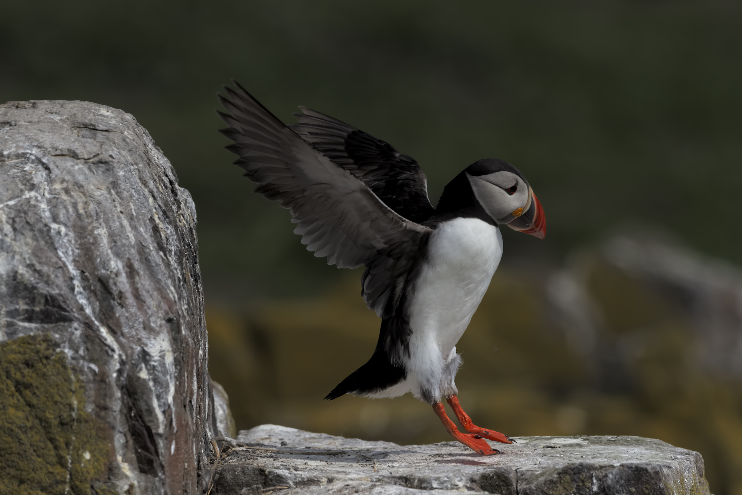 Puffin in landing...