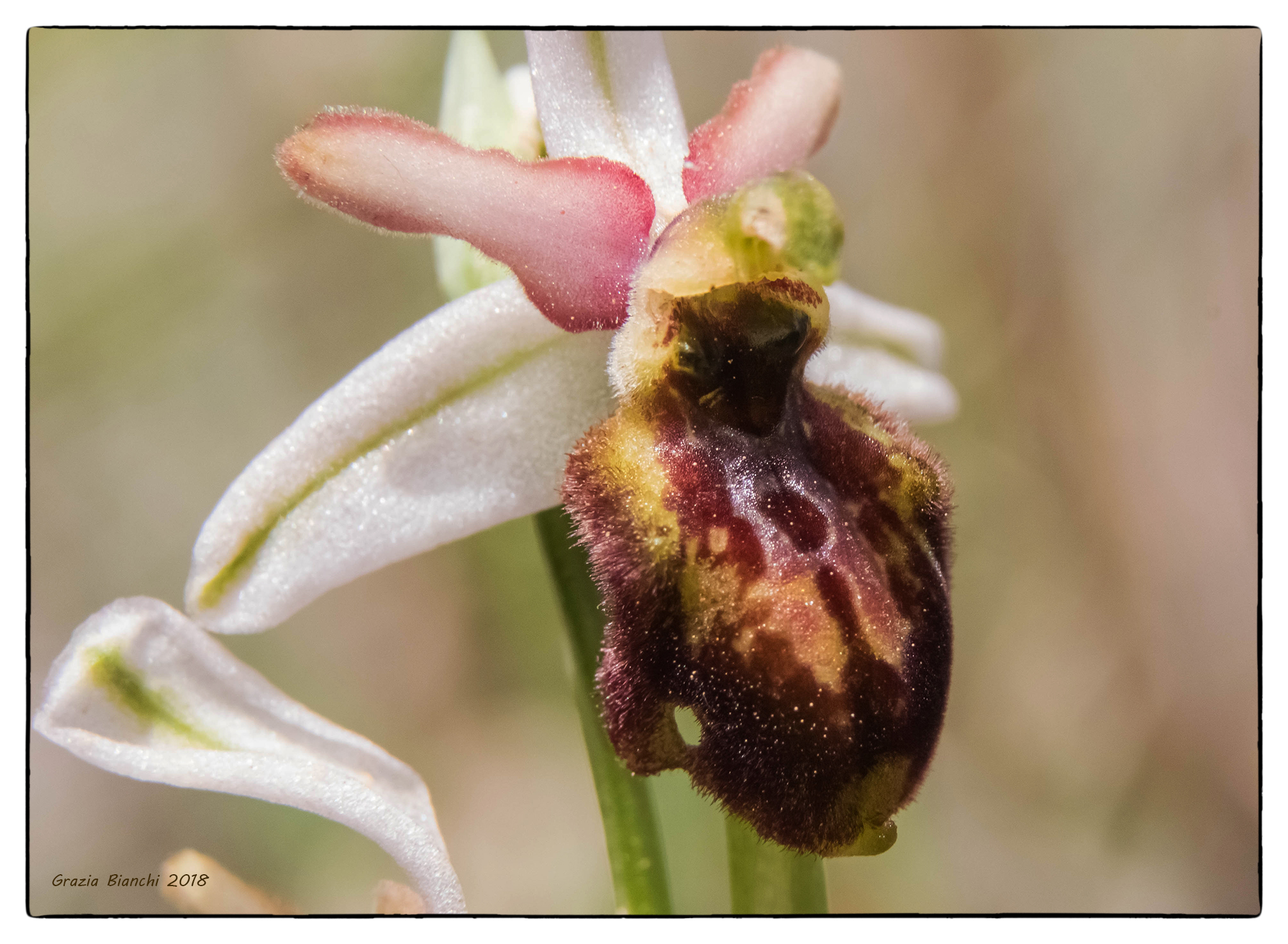 Natural Orchid-Chianti Area...