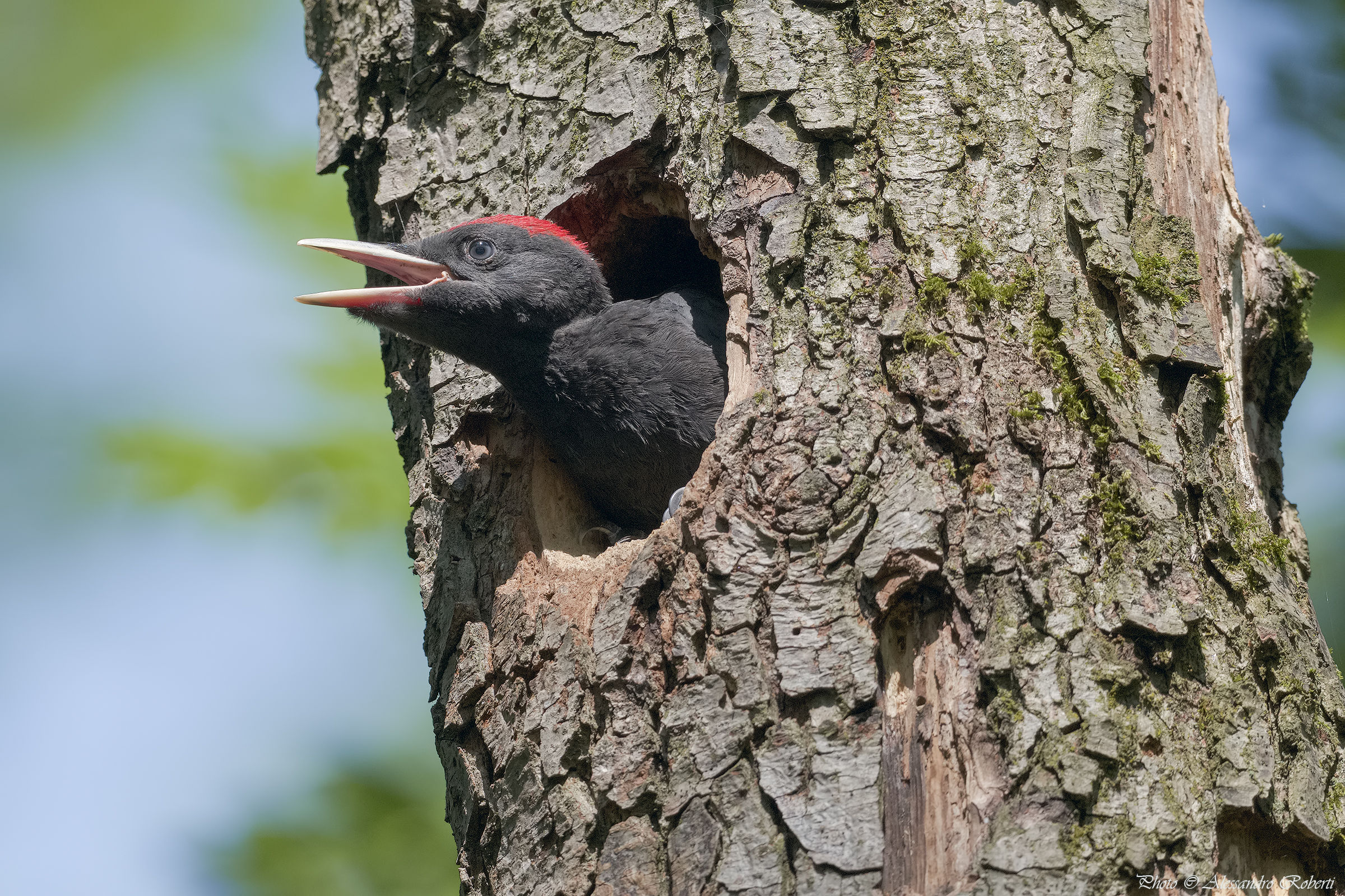 fledging...