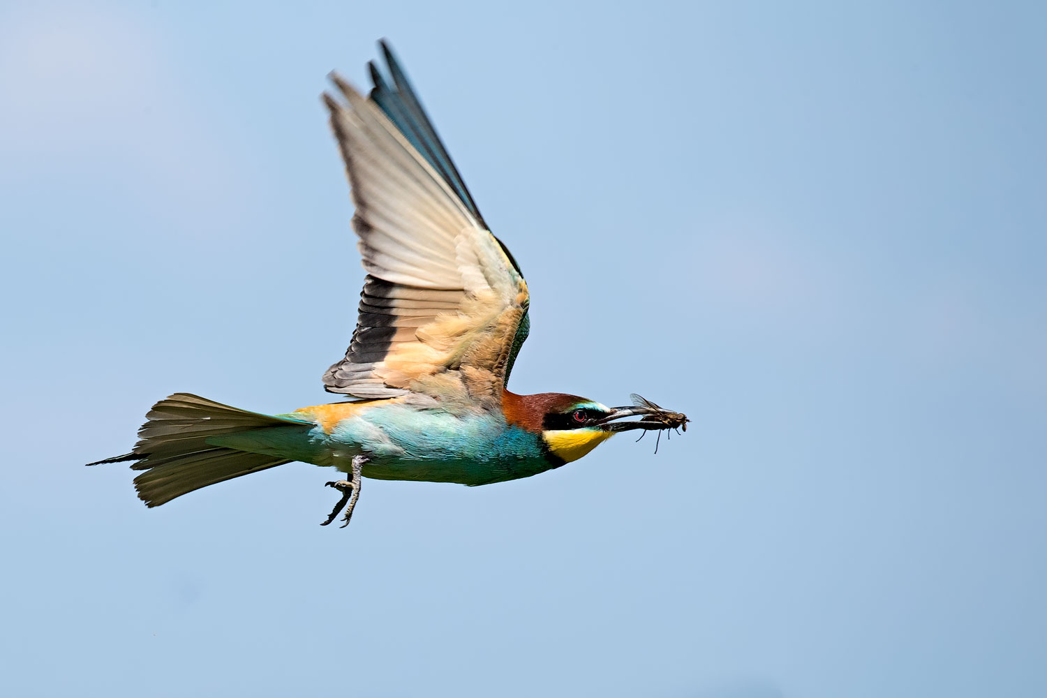 Bee-eater...