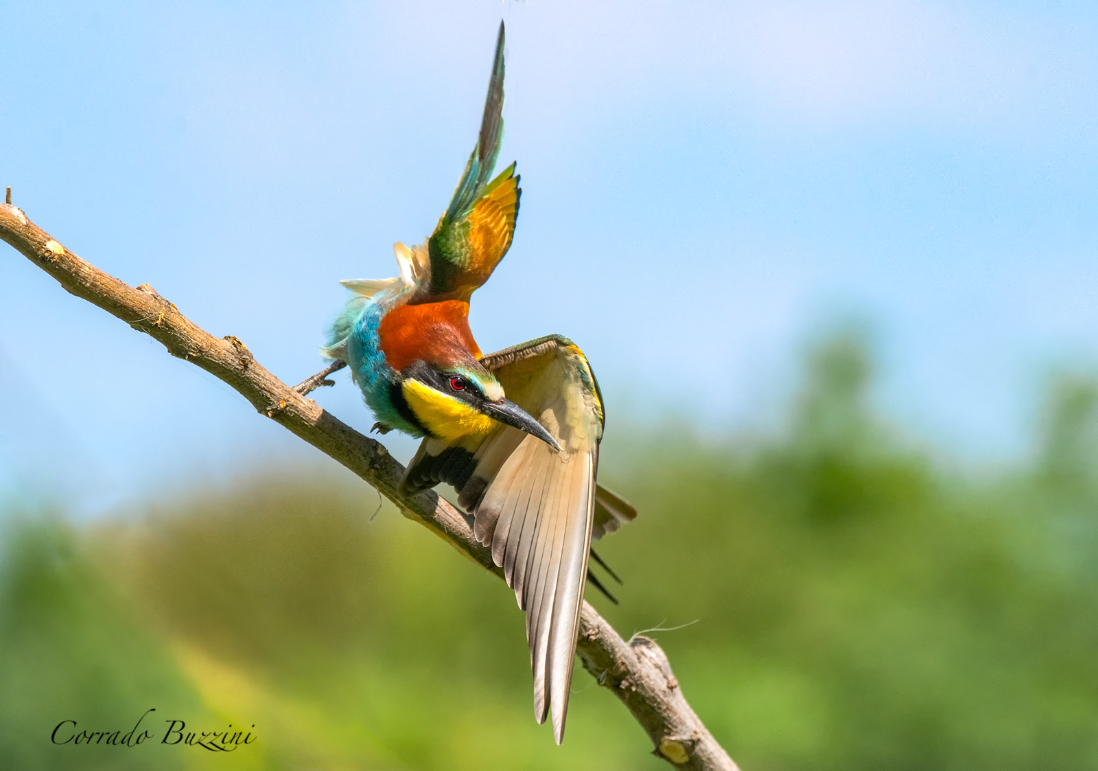 Bee-eater...