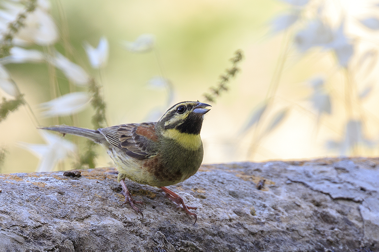 Yellowhammer Black...