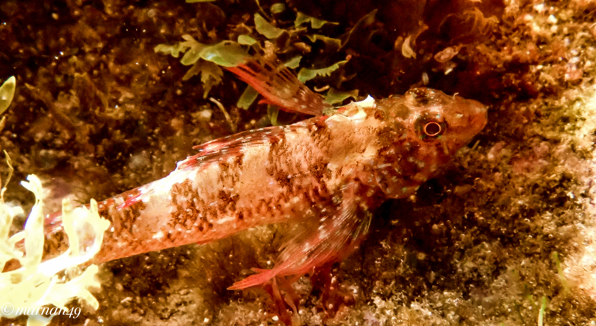Trypterigion tripteronotum – Red chili Fish...