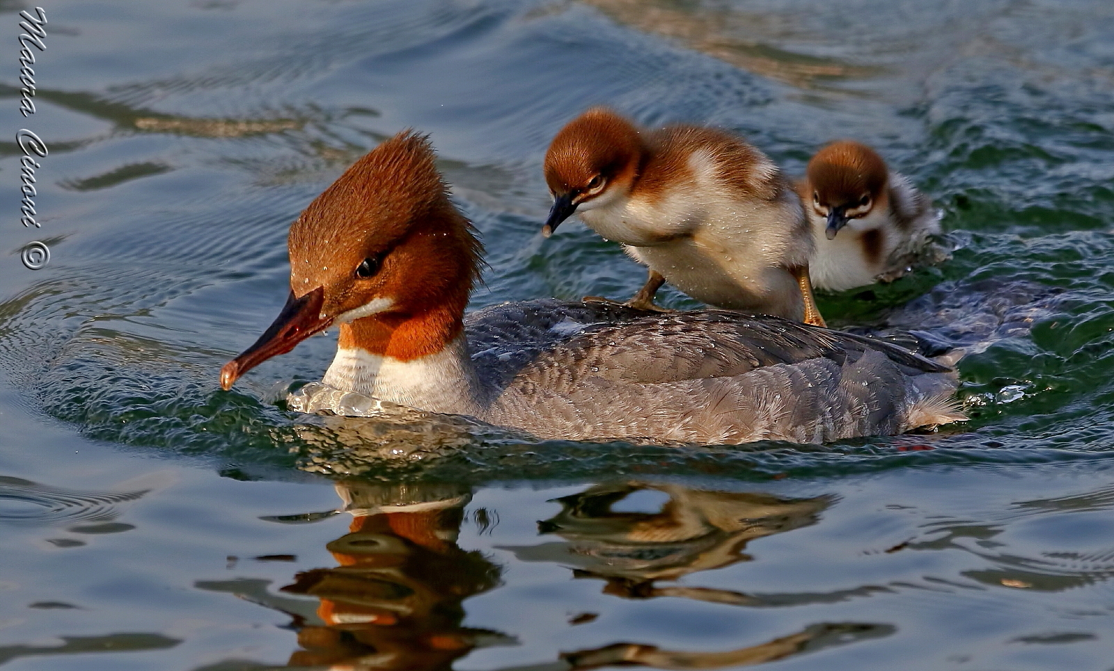 Merganser Female and Pulli: the strenuous ascent!...