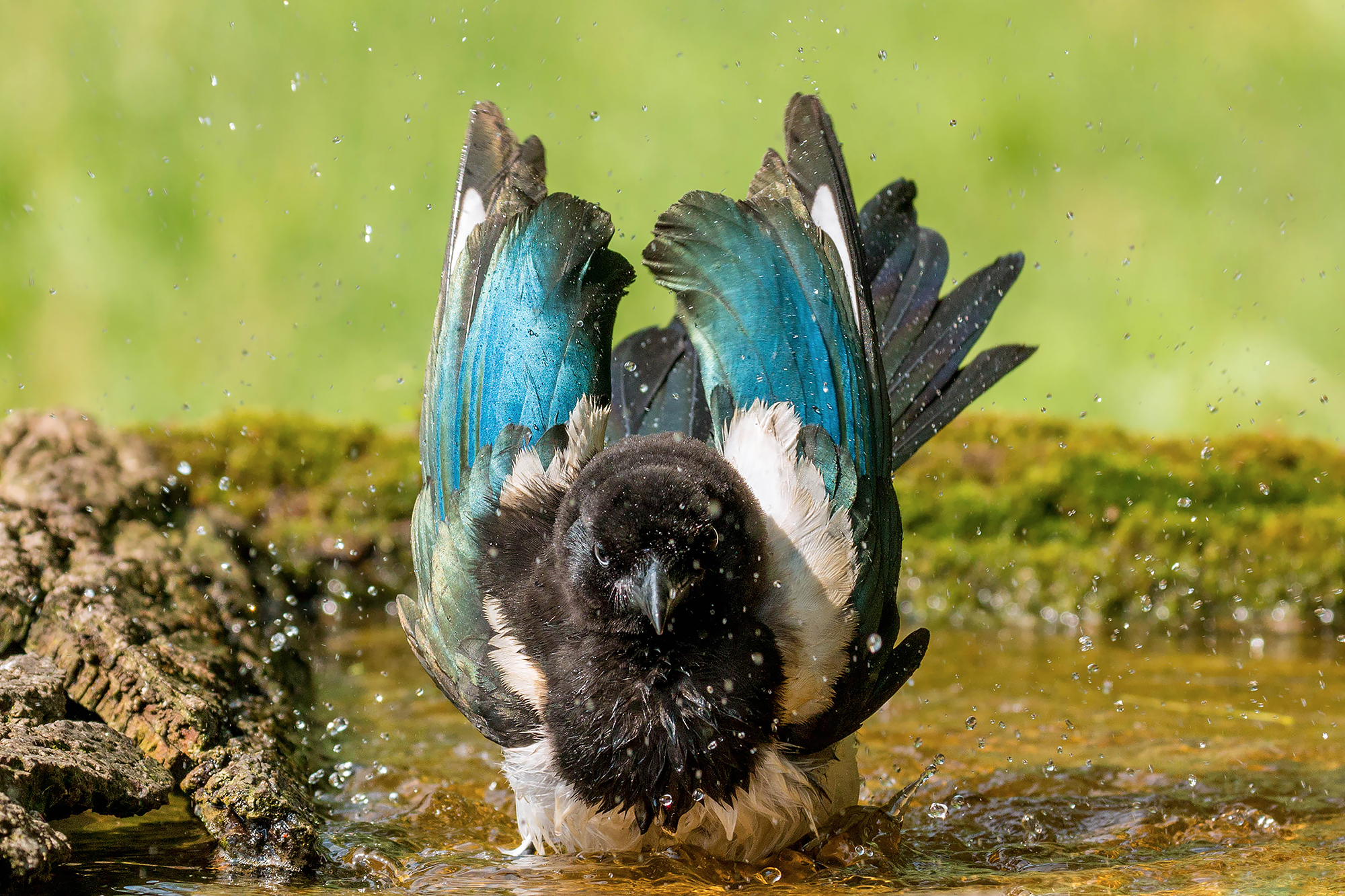 Thieving magpie in the bathroom...