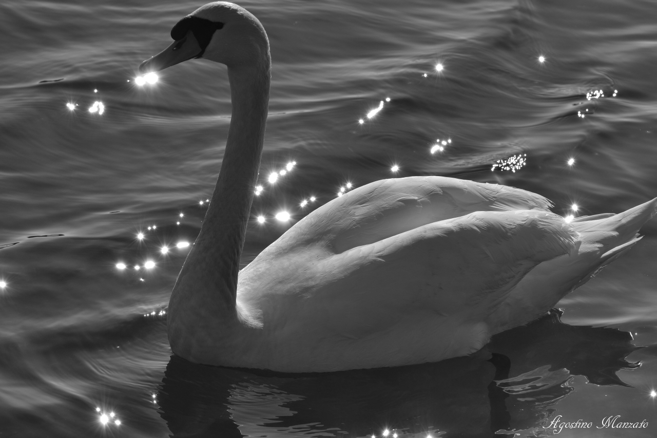 Swan in Val Cavana...