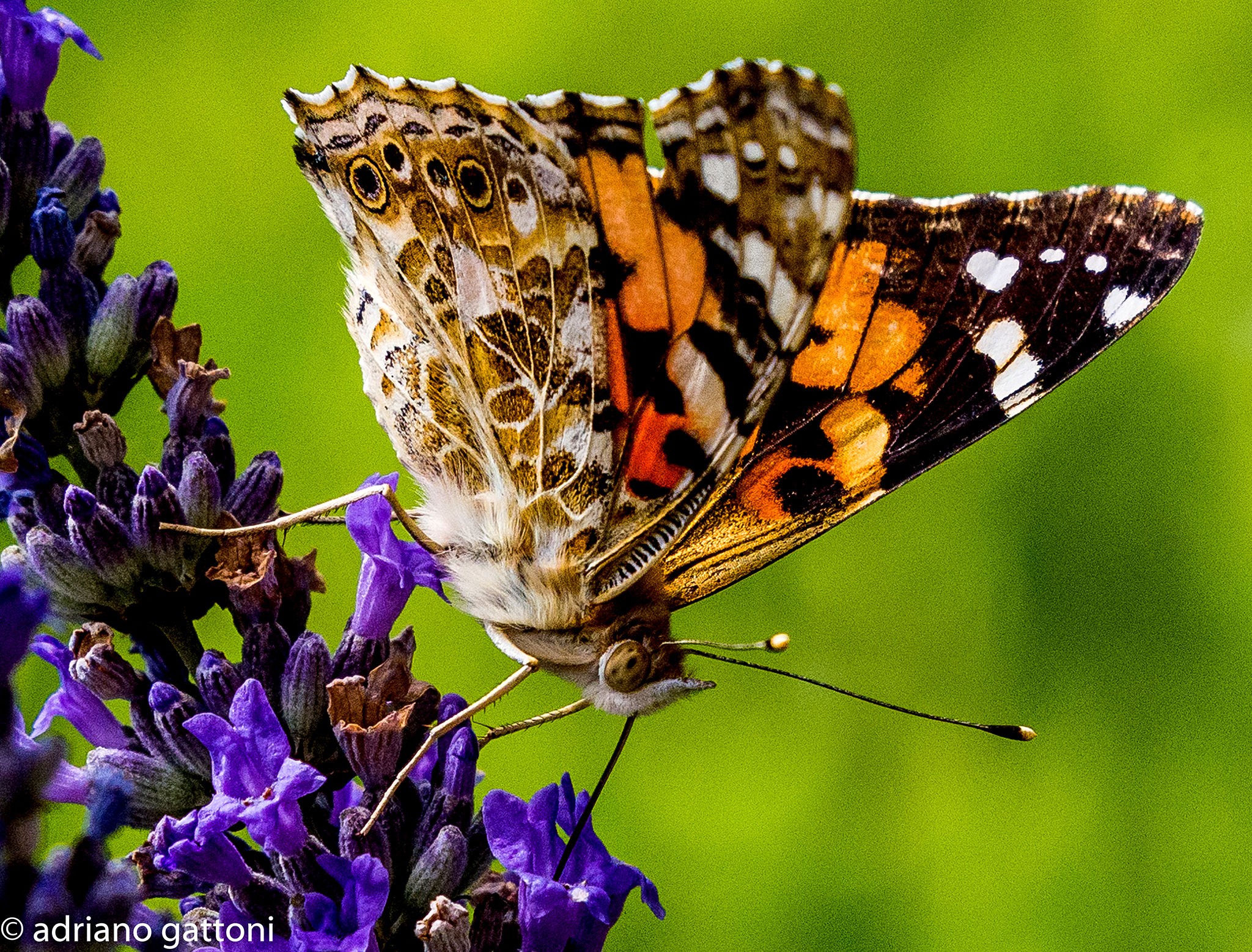 Farfalla al lavoro. Vanessa Cardui....