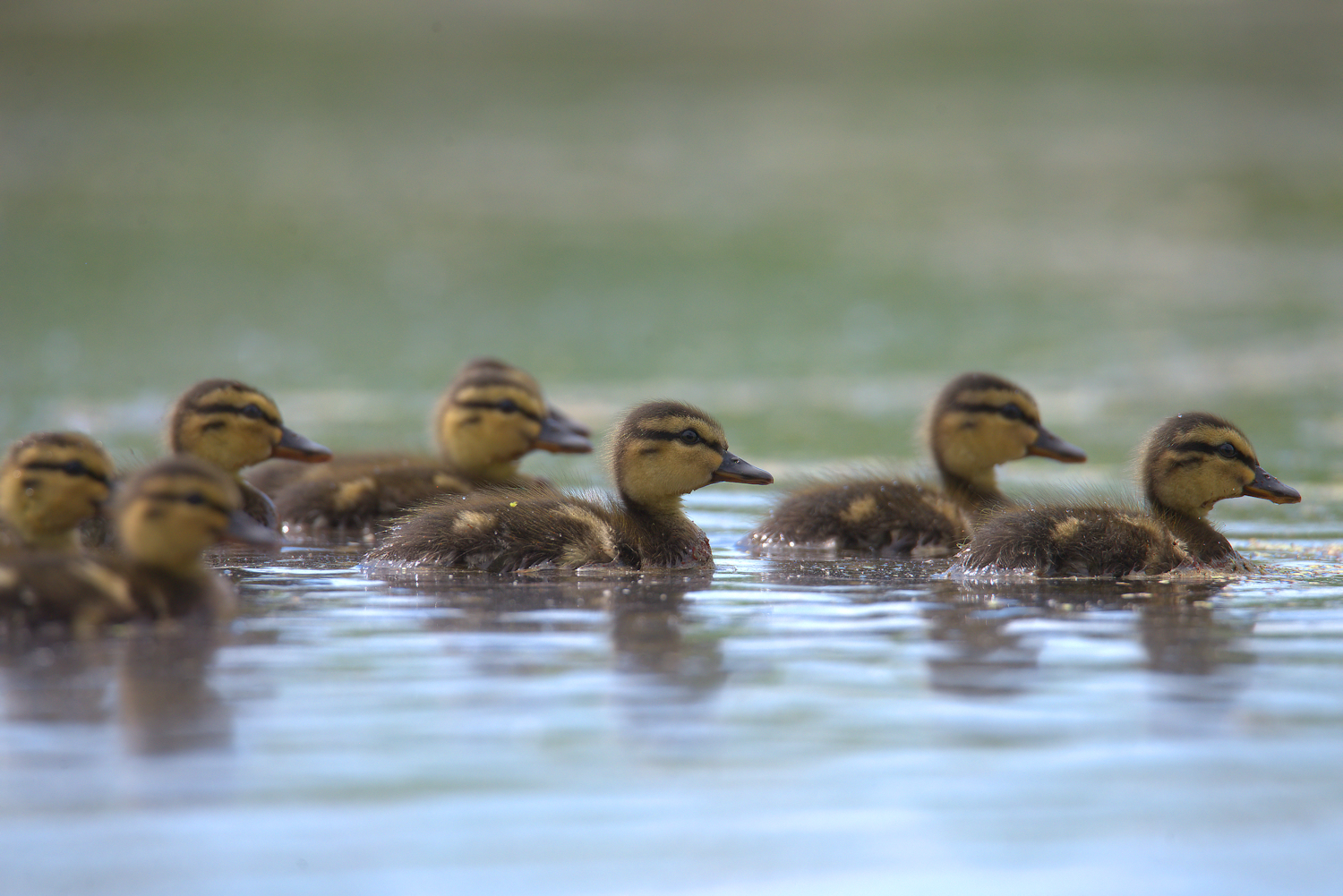 Mallard...