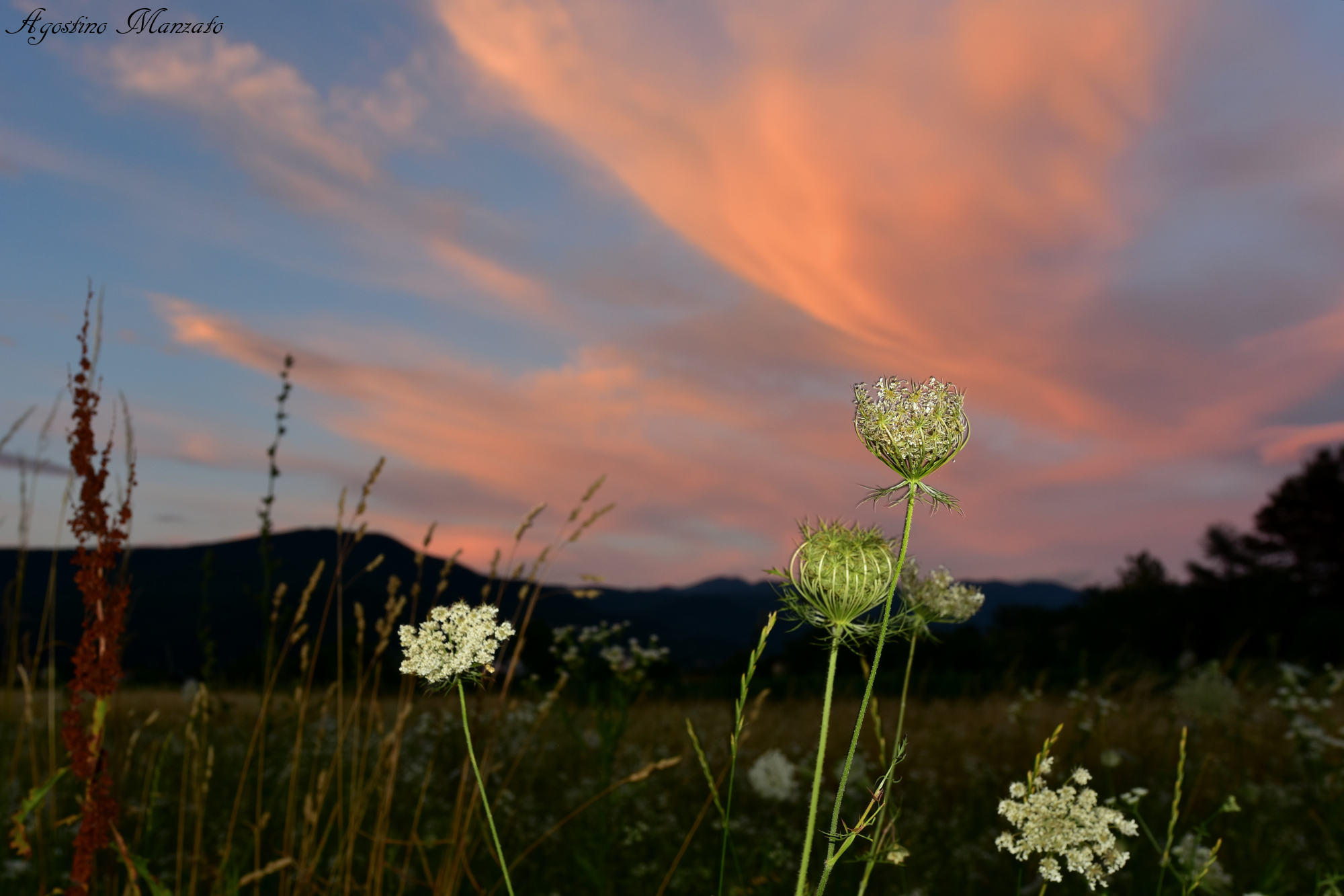 Field flowers at sunset...