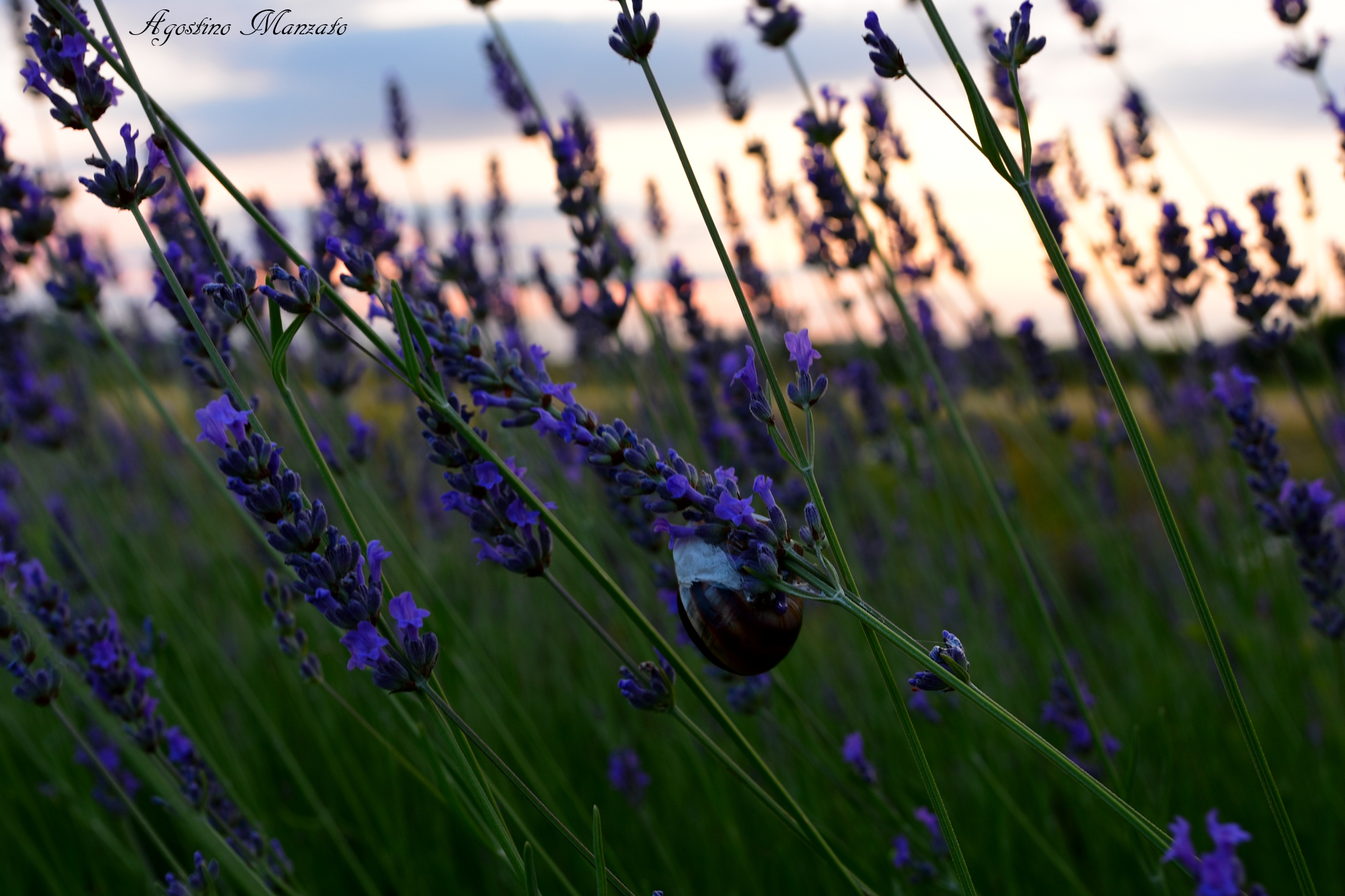 The Snail and the lavender...