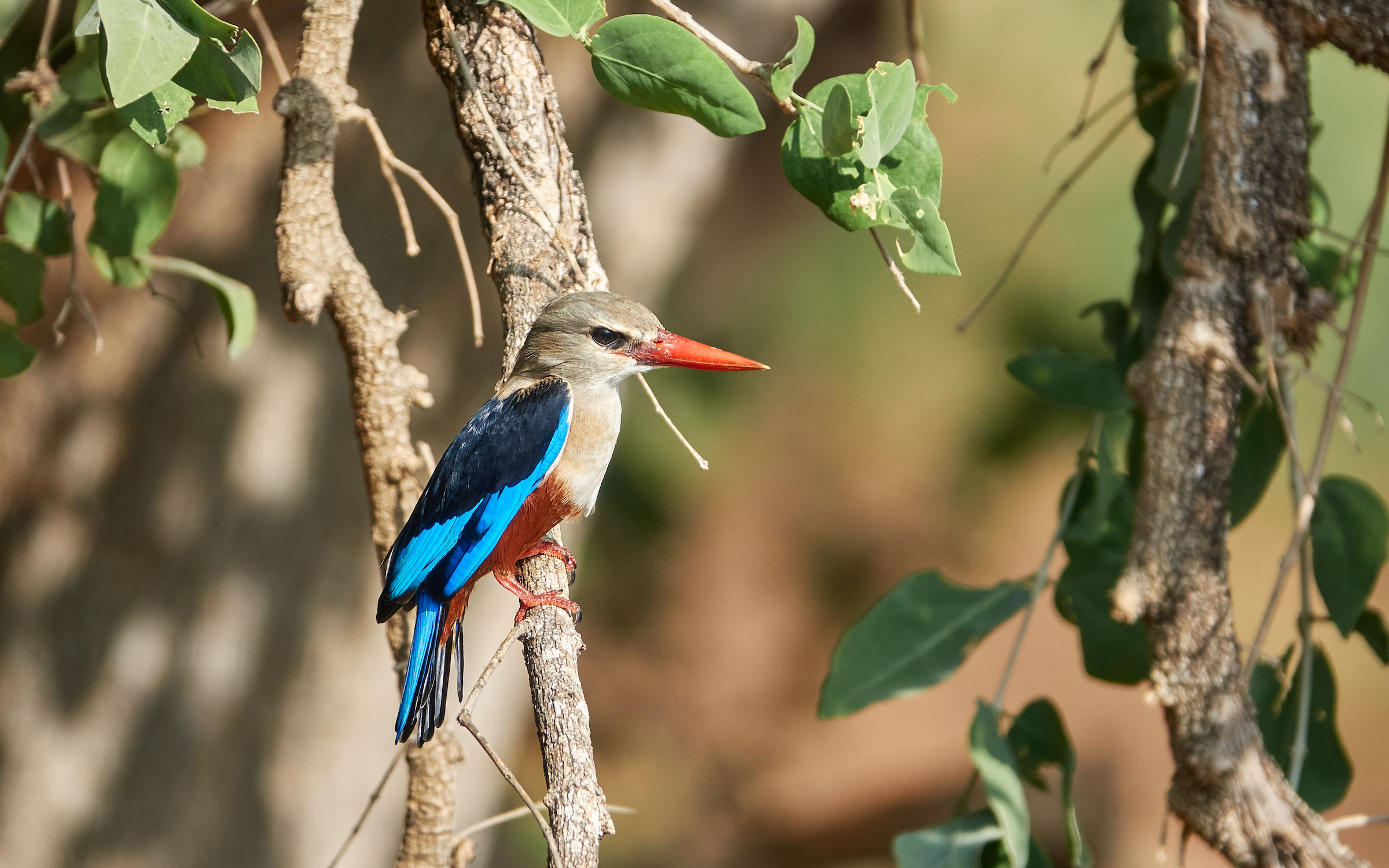 Grey Head Kingfisher (Tsavo National Park)...