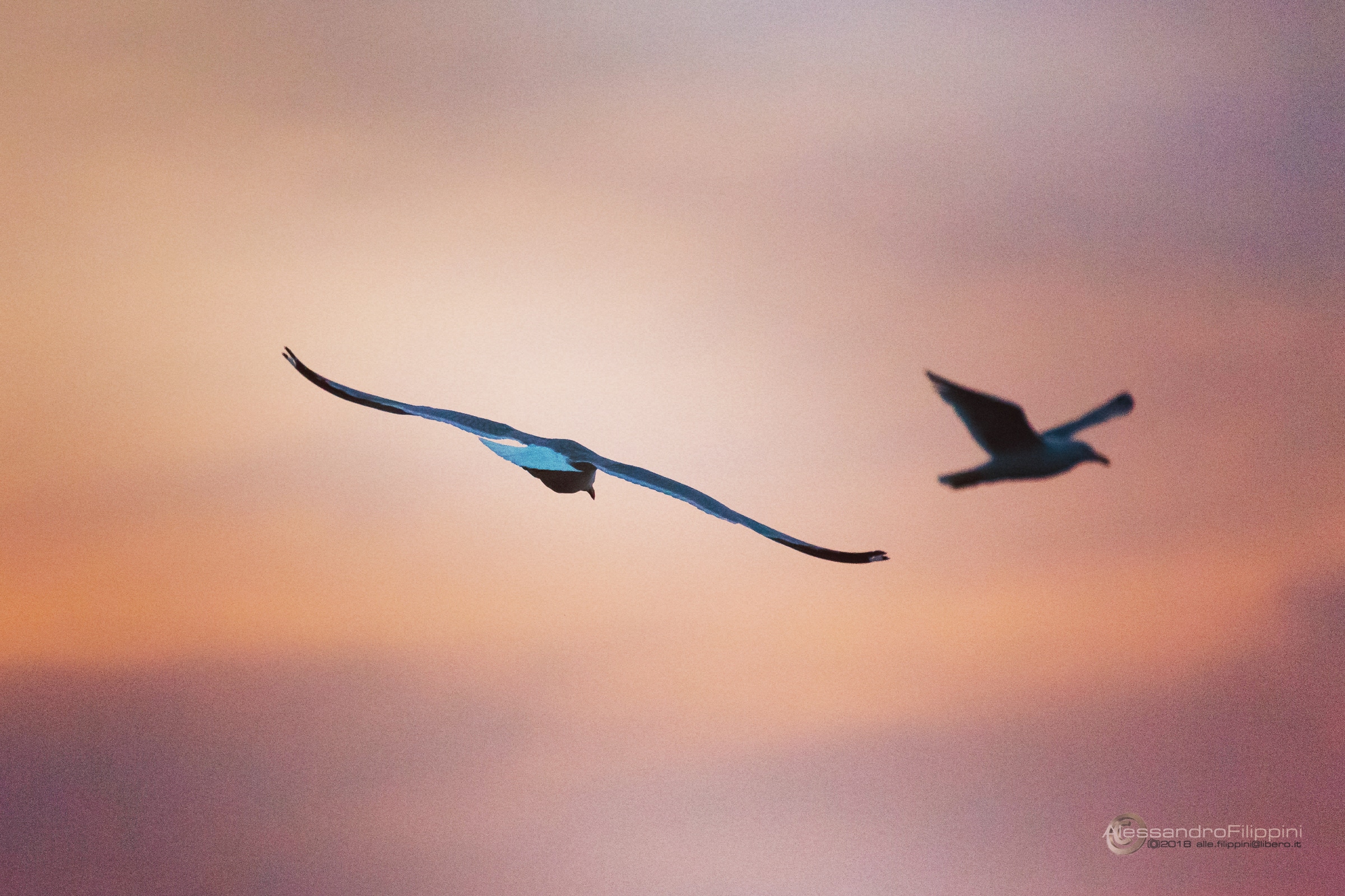 Seagulls at sunset...