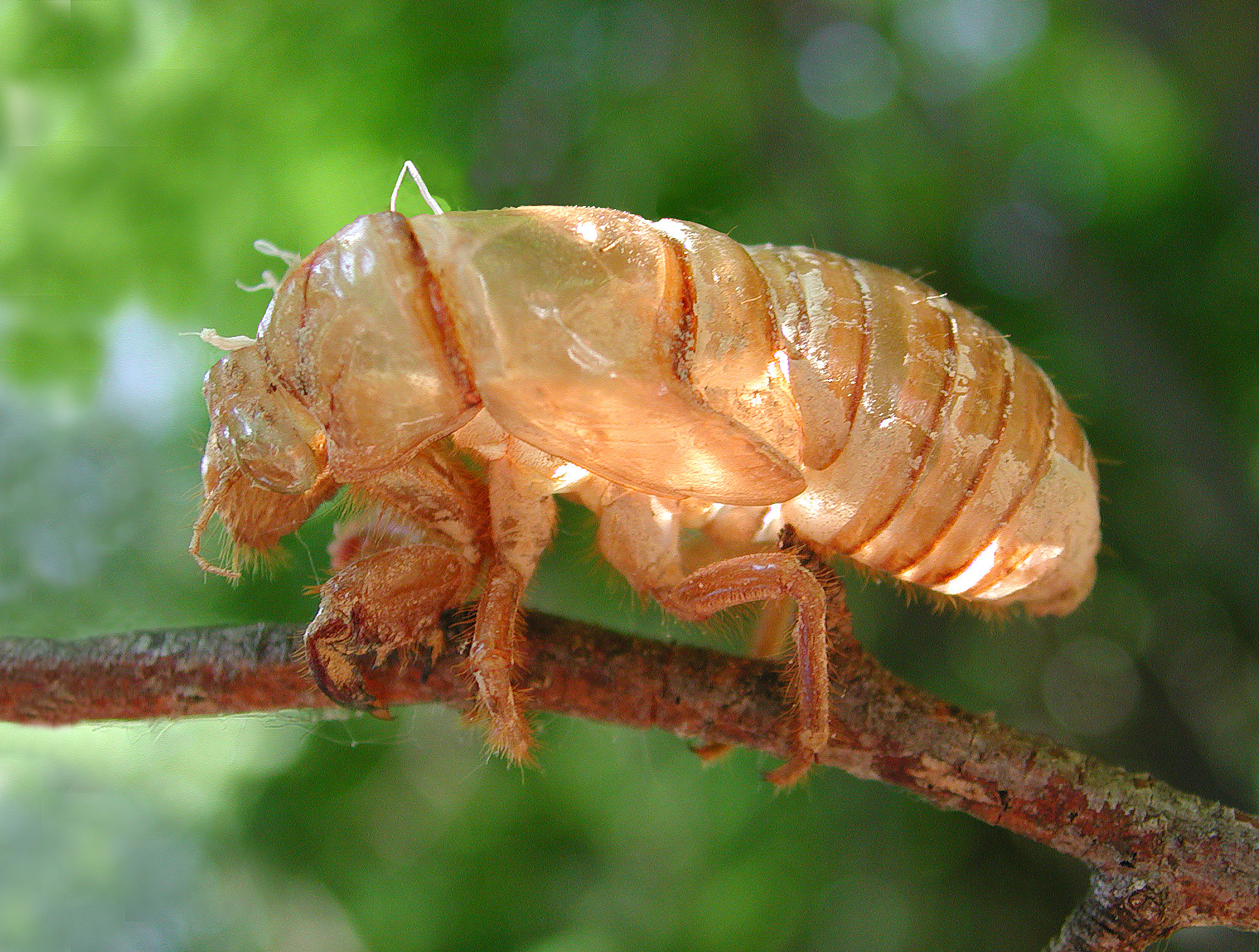 Cicada...