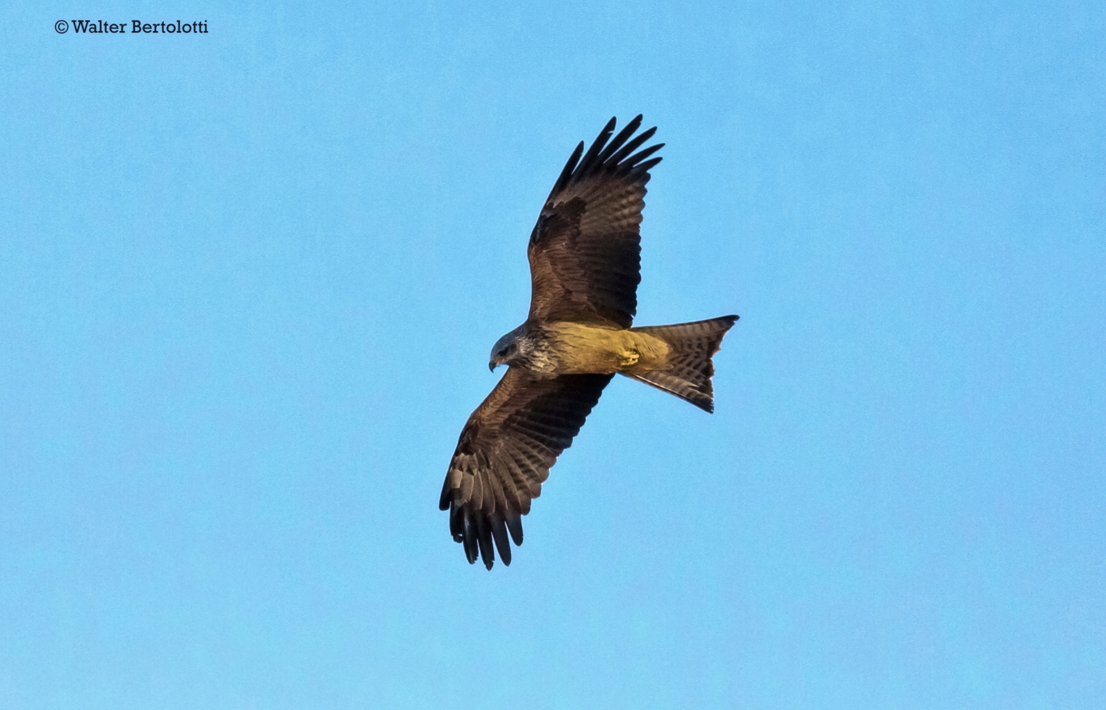 Brown Kite...