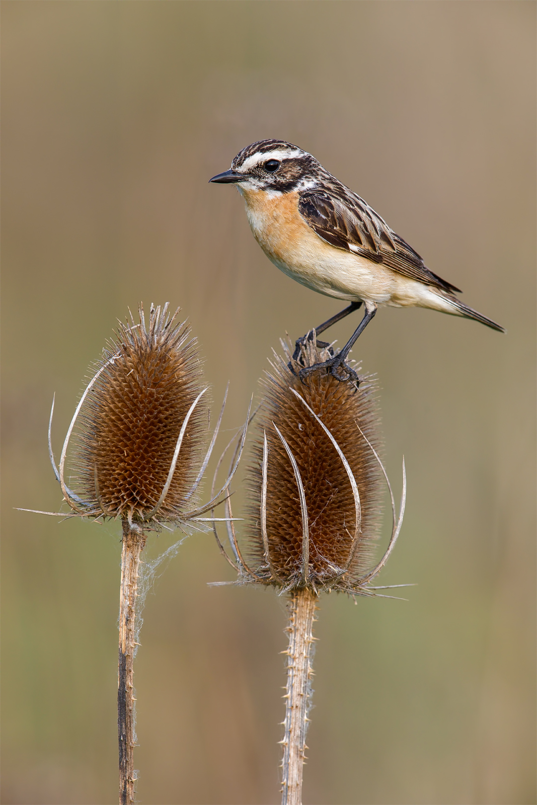 Stiaccino (Saxicola rubetra)...