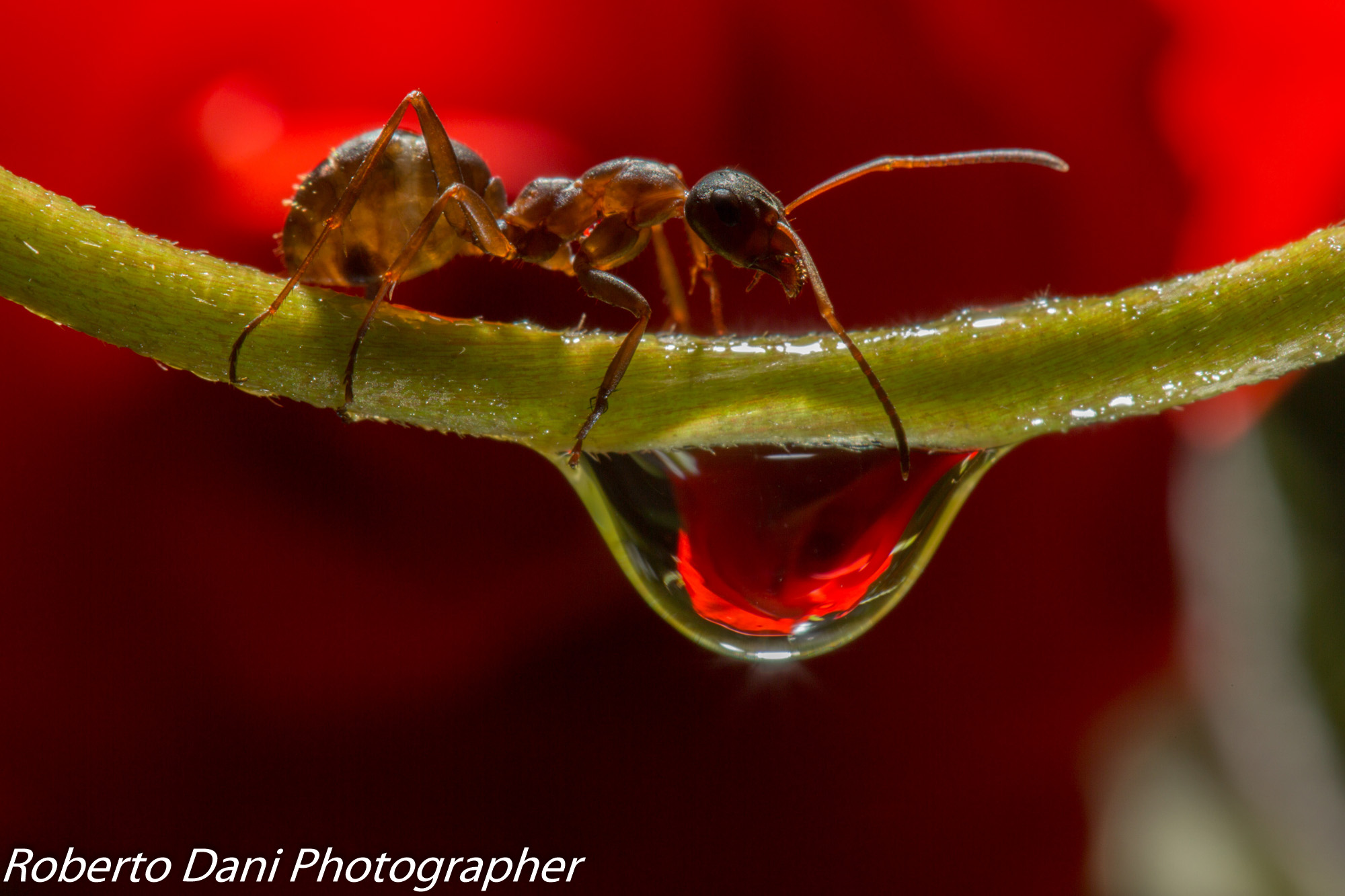 Ant and Rose 2...