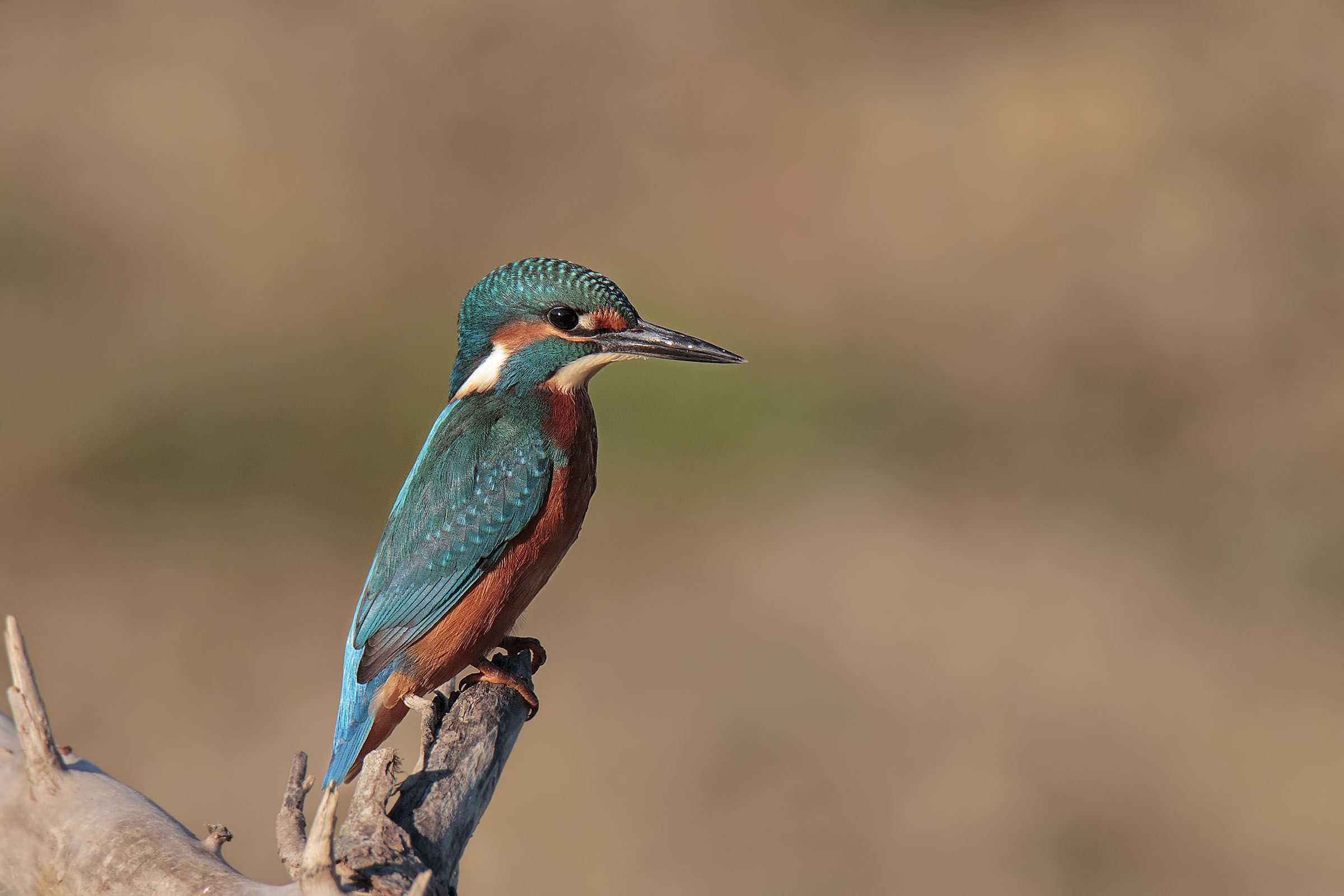 First Kingfisher of the year...