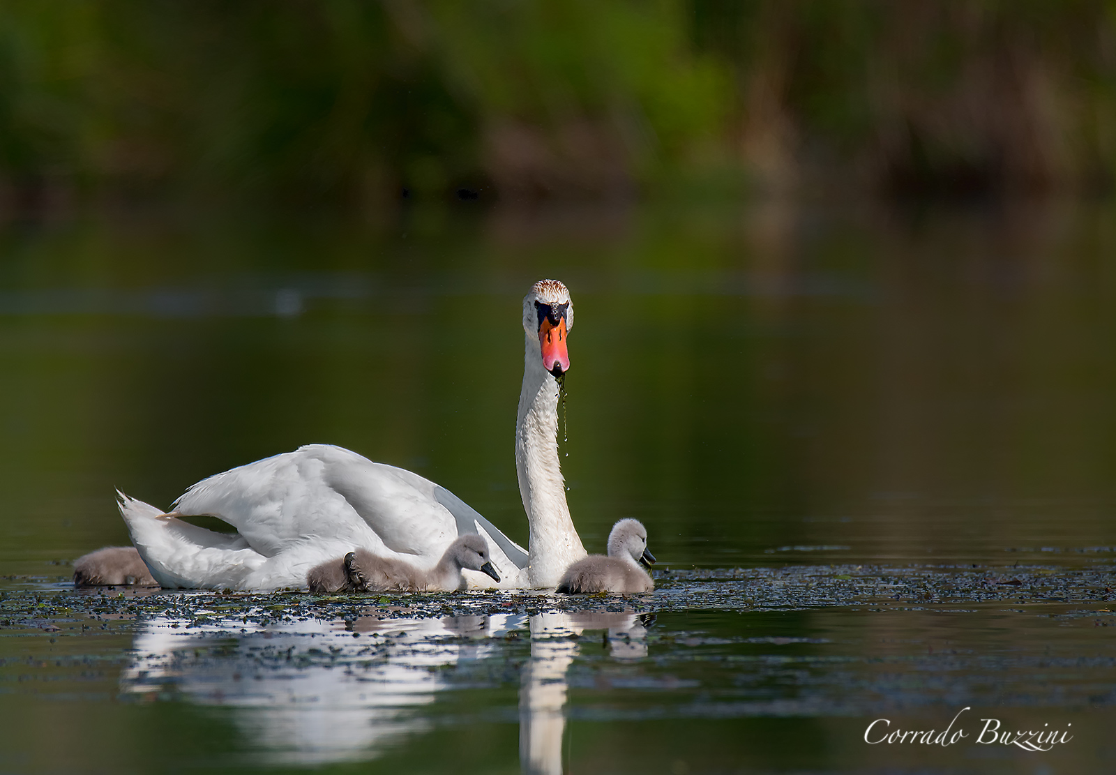 Family of Swans...