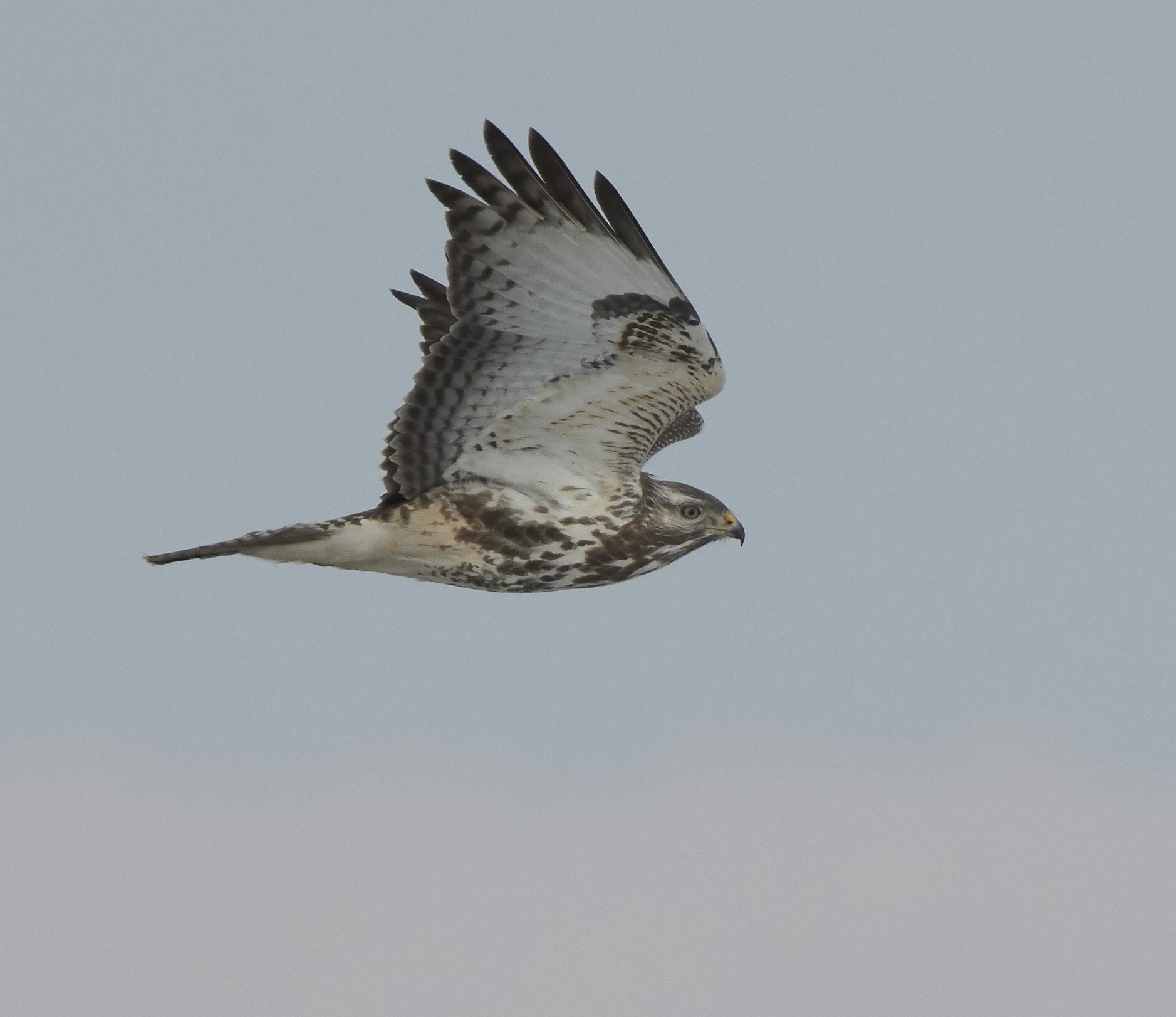 Common European Buzzard in winter...