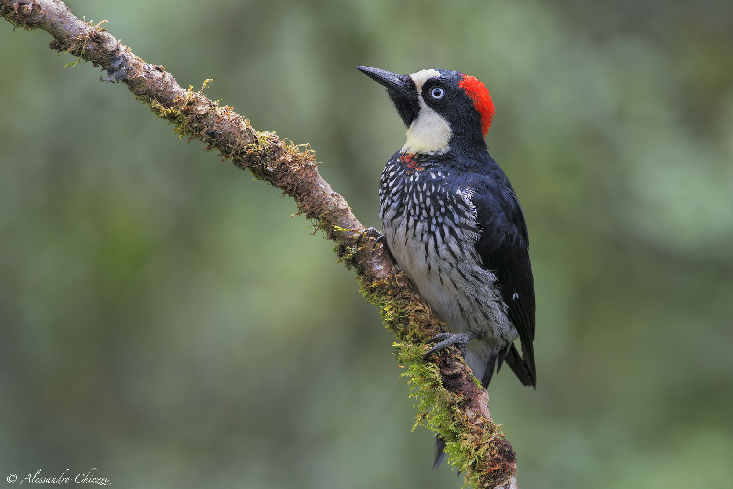 Acorns Woodpecker...