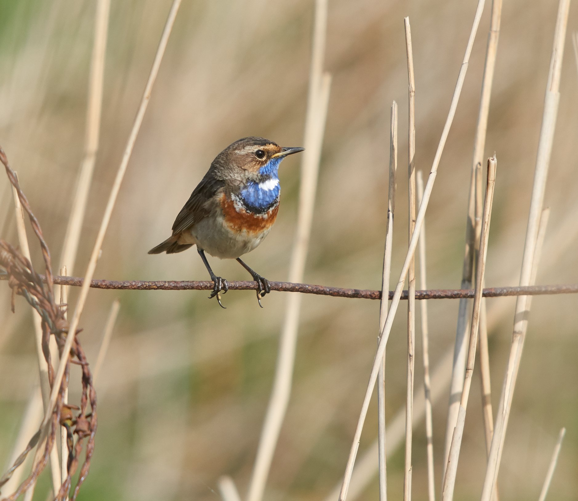 Bluethroat...