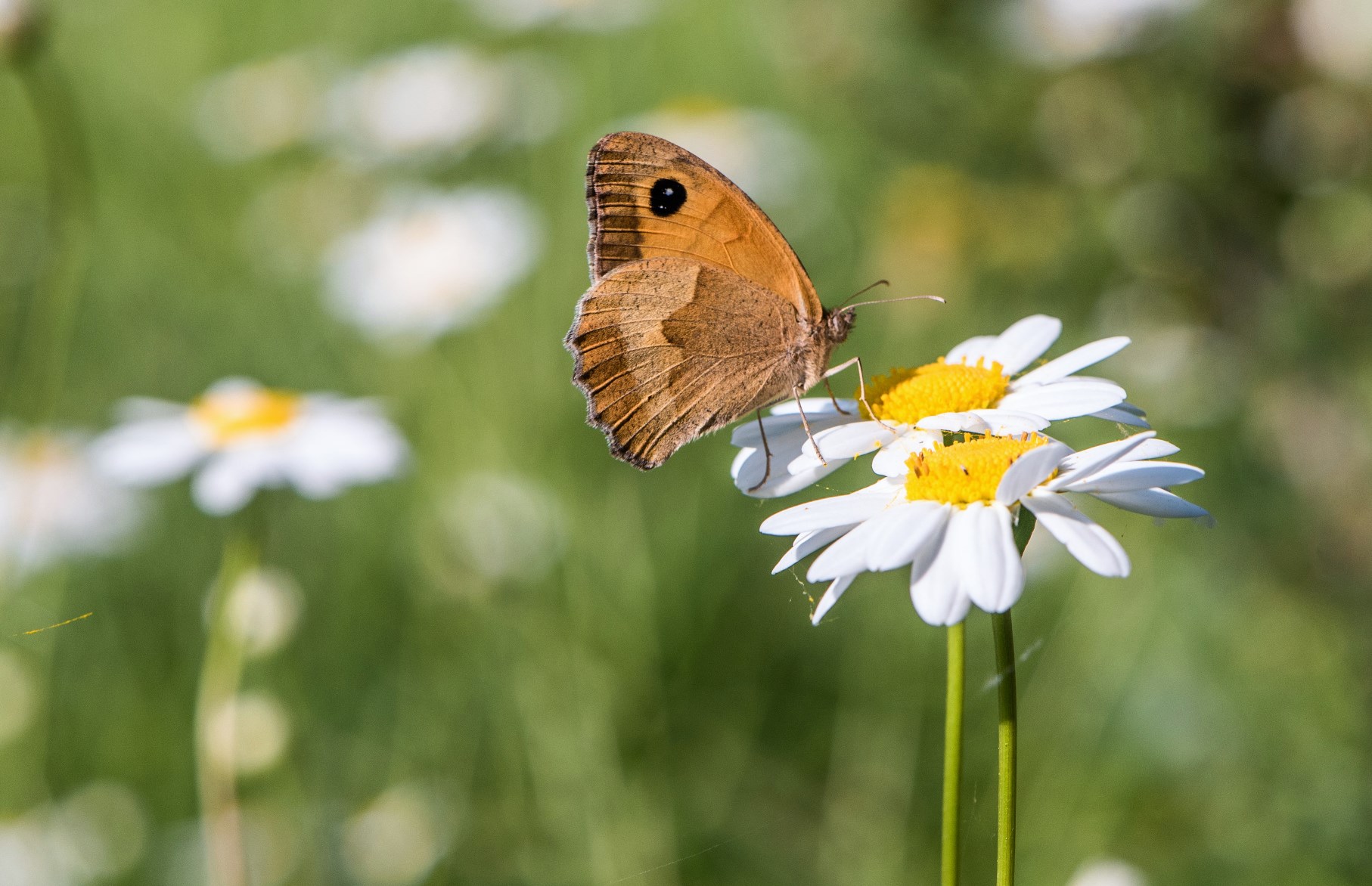 The Daisies and the butterfly...
