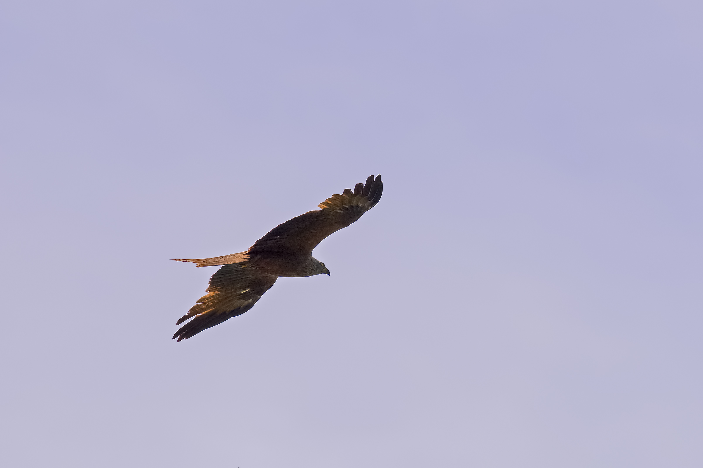 Brown Kite In Backlight...