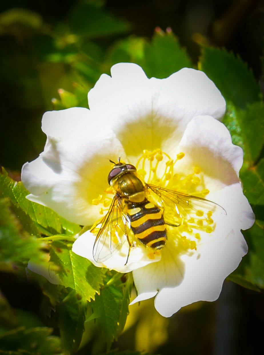 Wasp on Flower ...