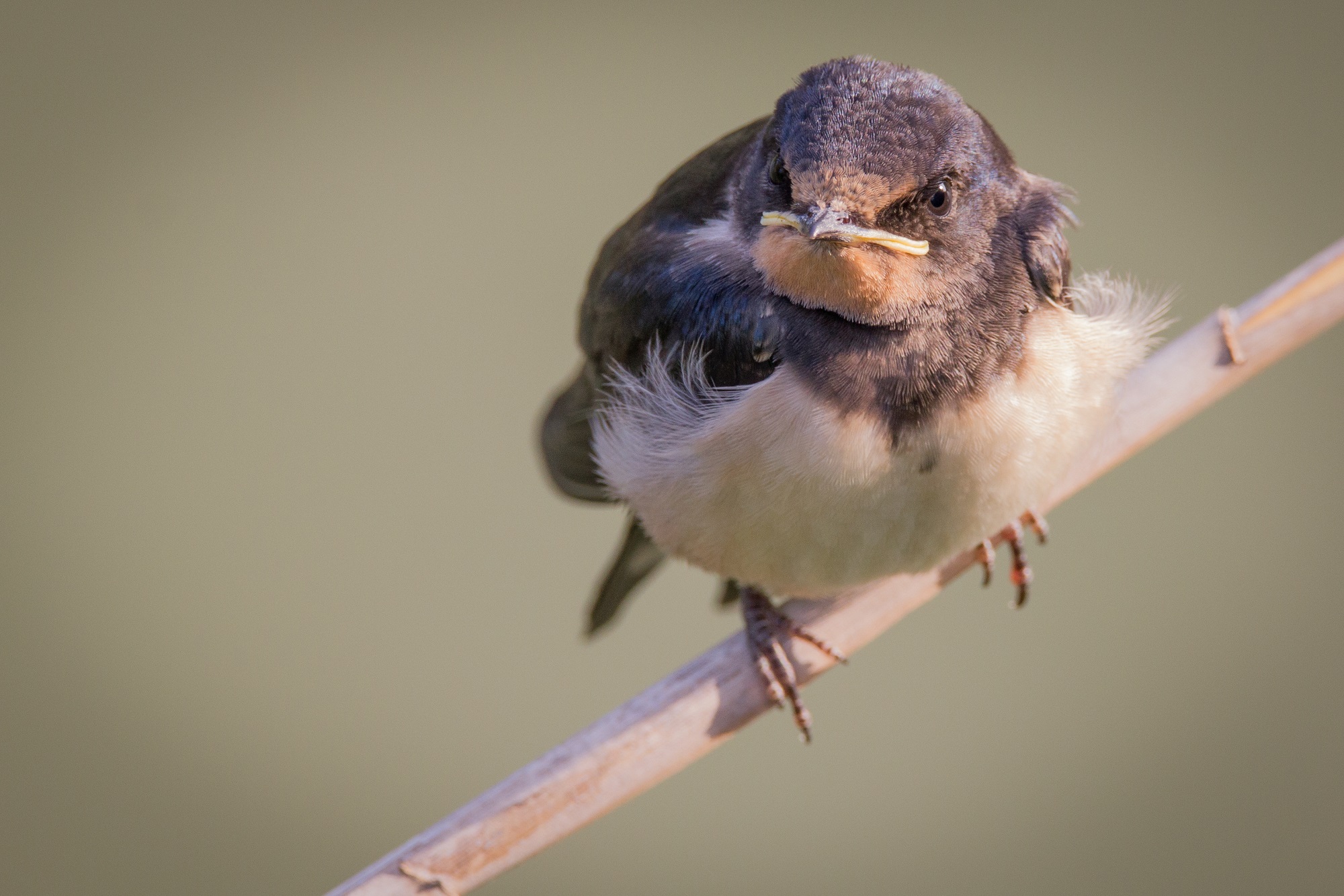 Swallow Chick...