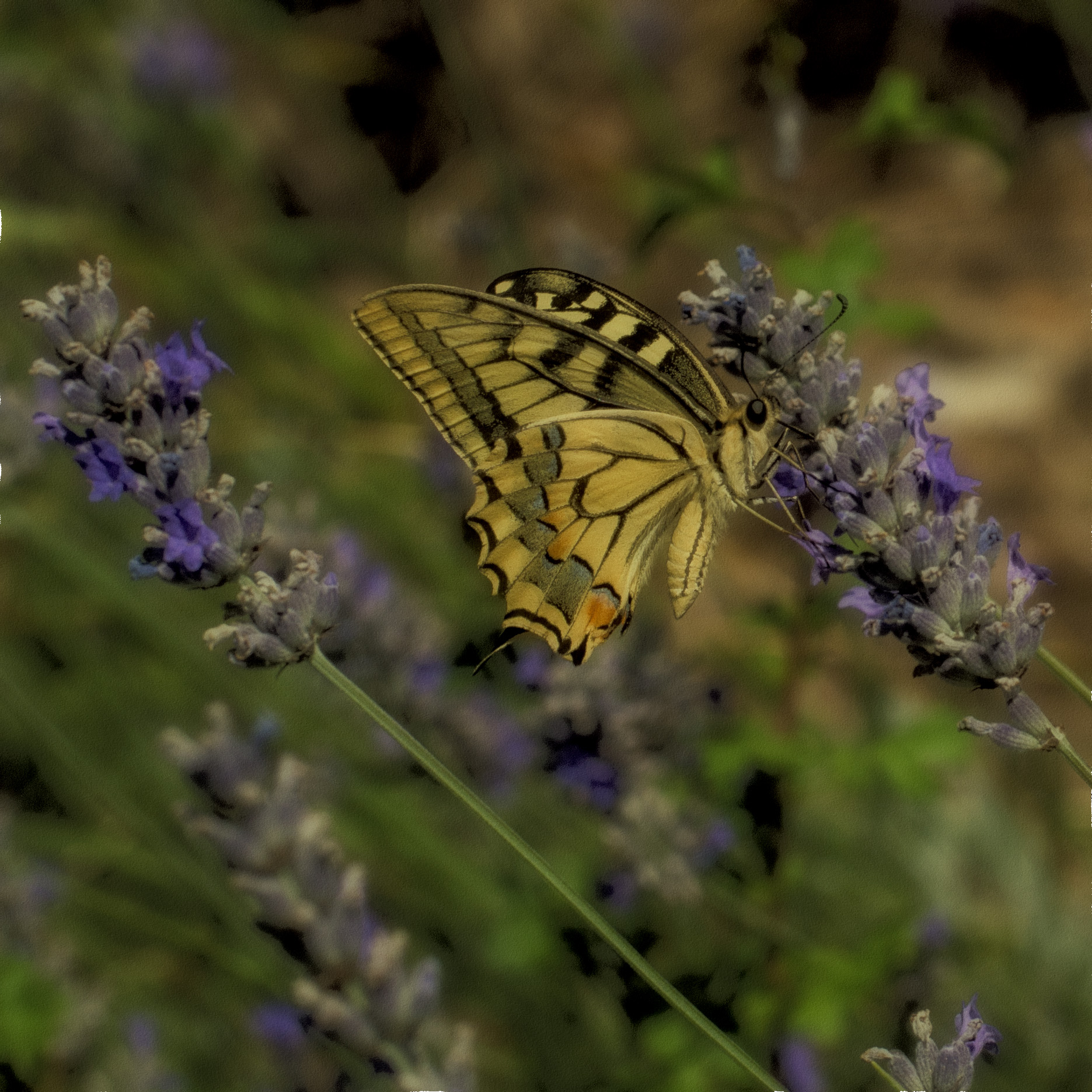 The guest of lavender...