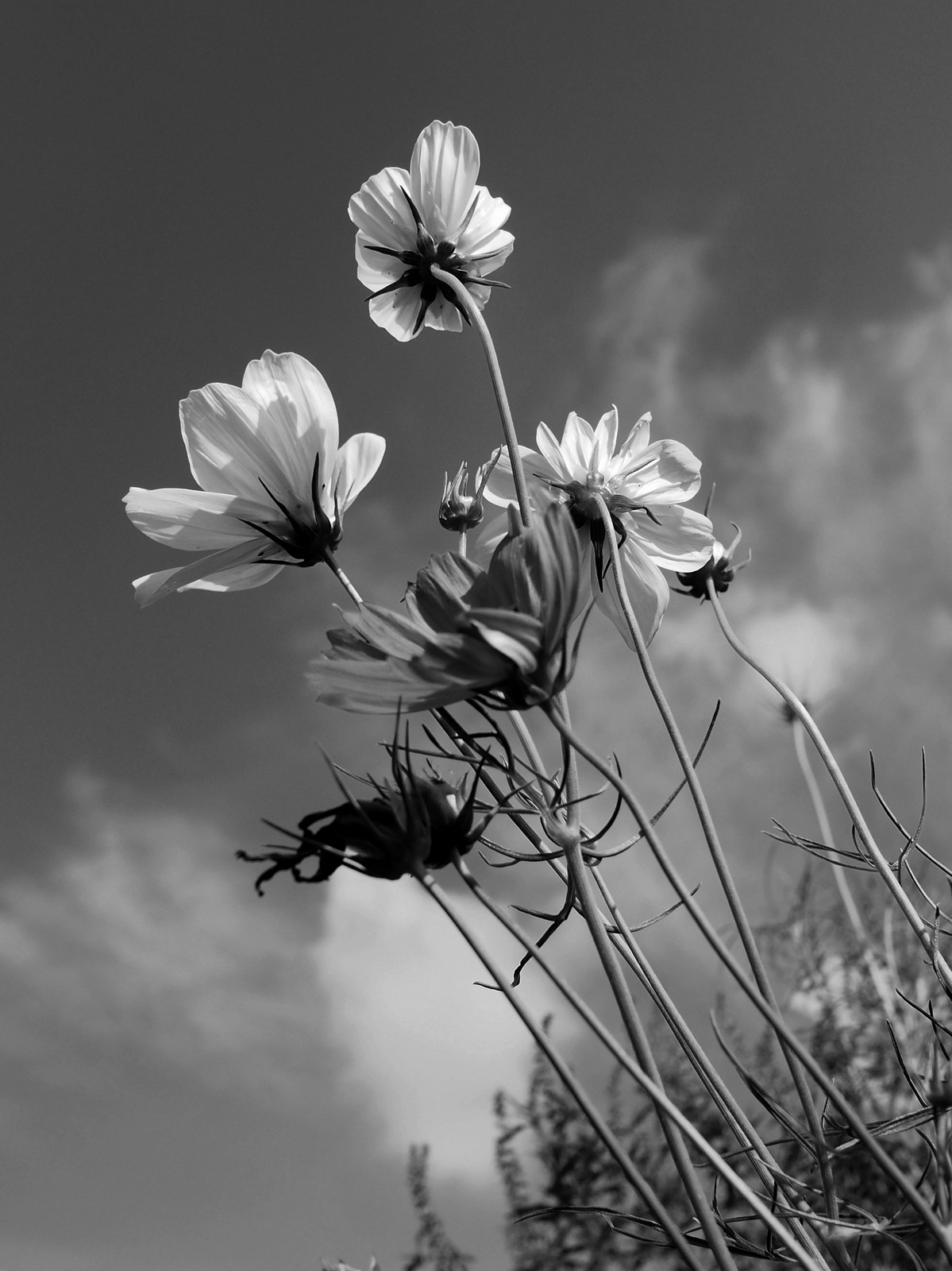 Fiori in bianco e nero | JuzaPhoto
