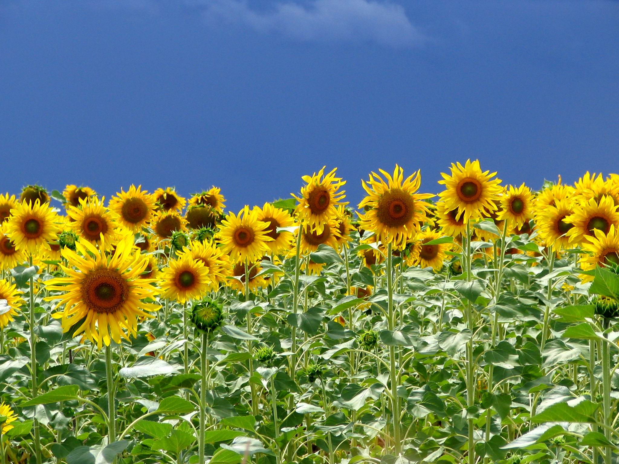 Sunflowers...
