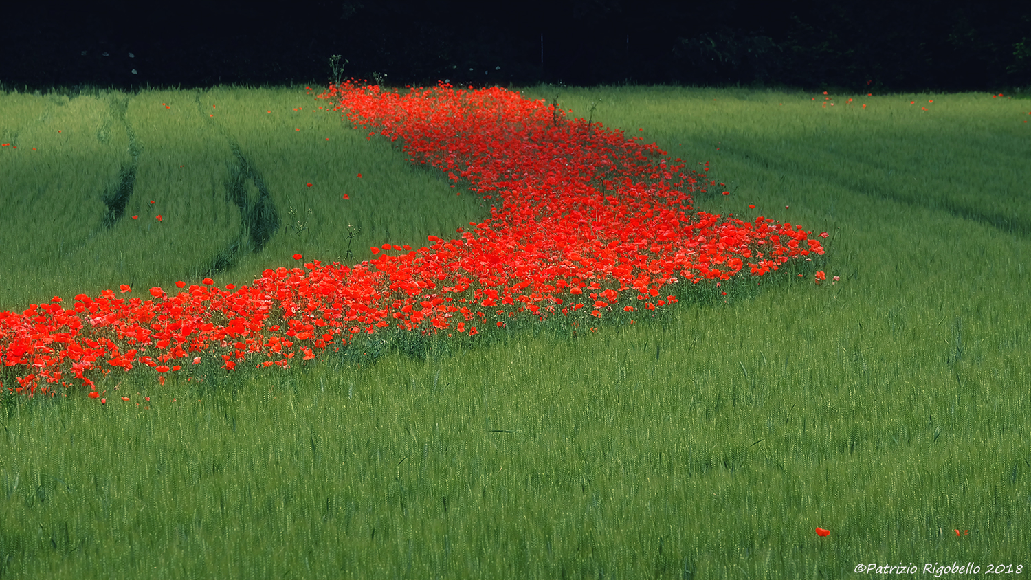 Poppies and Light...