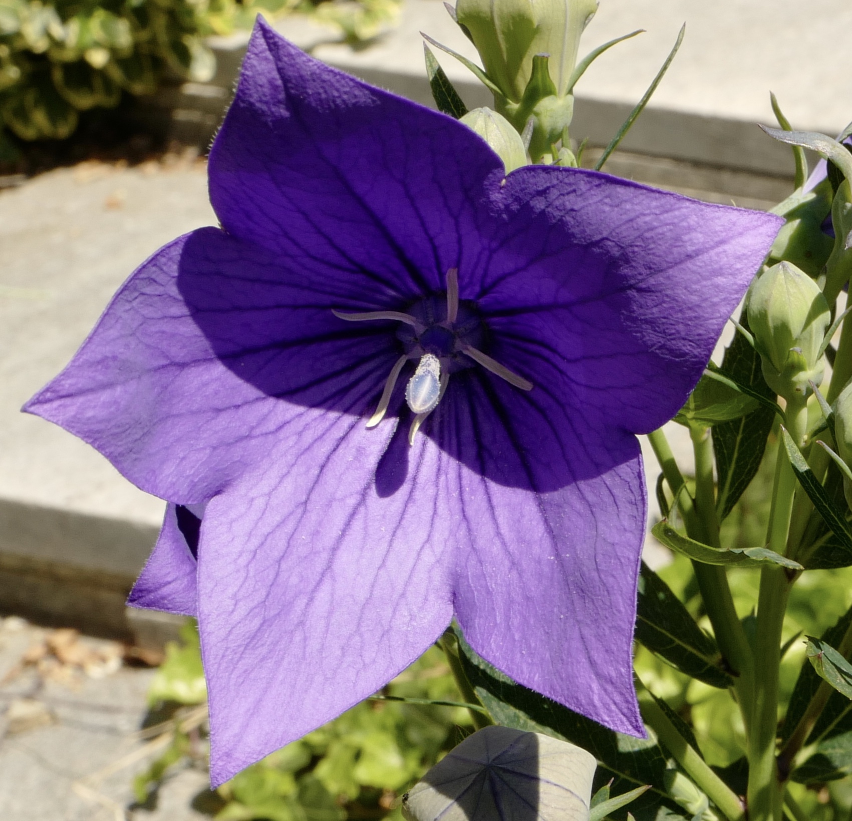 Fiore...